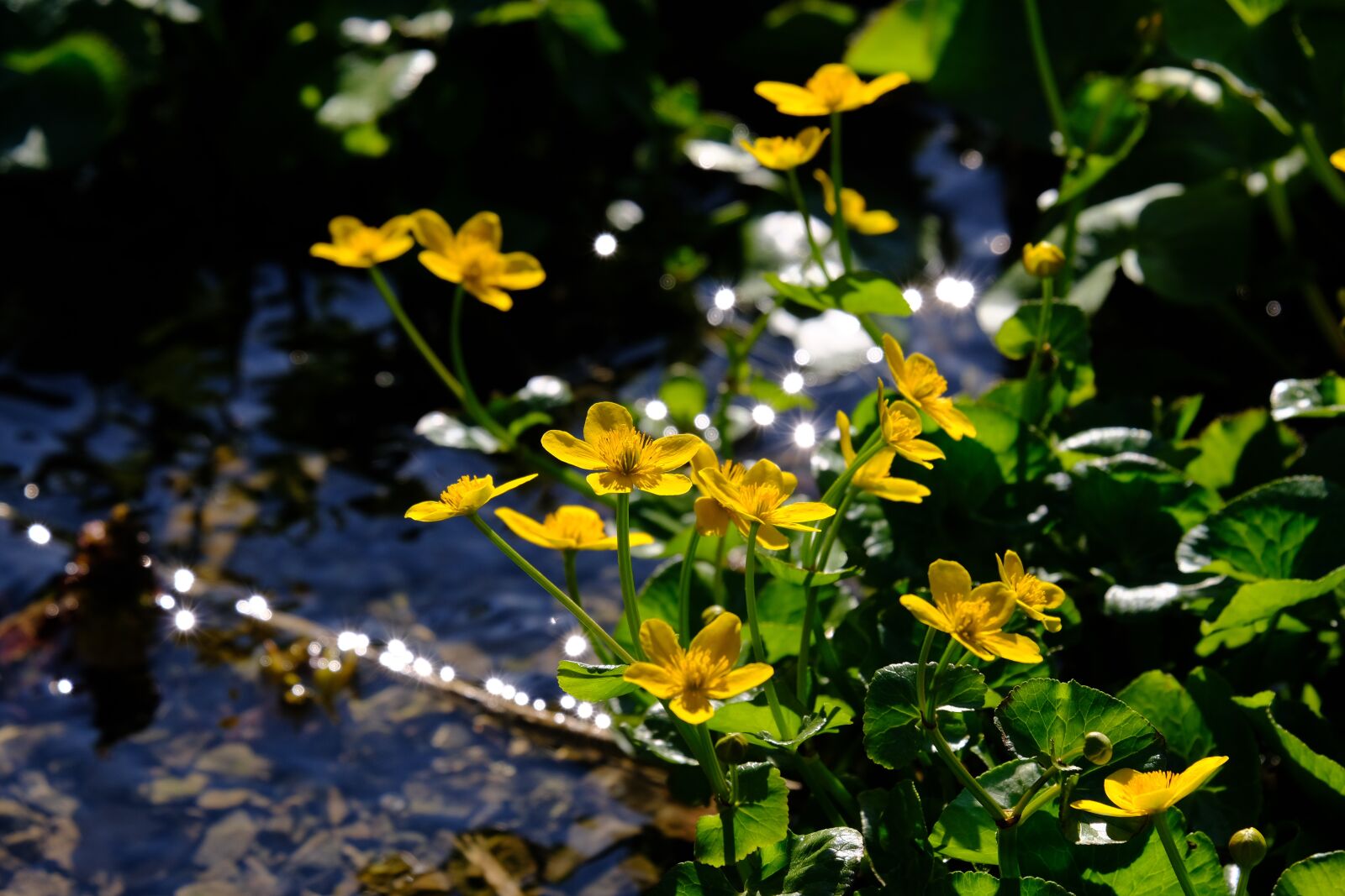 Fujifilm XF 55-200mm F3.5-4.8 R LM OIS sample photo. Caltha palustris, flower, blossom photography