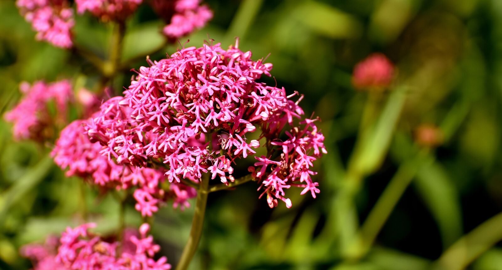 Nikon D7200 sample photo. Flower, herkogamie, plant photography