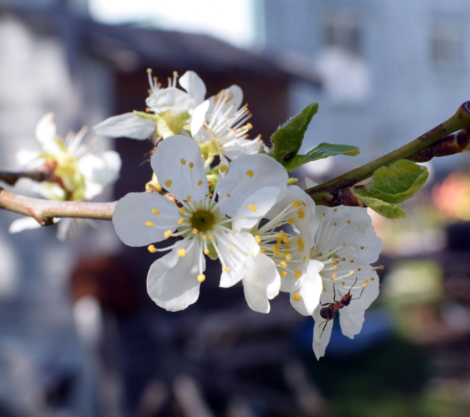 Nikon D5300 sample photo. Apple blossom, myra, spring photography