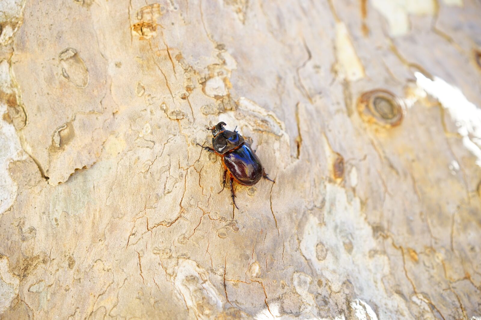 Sony a7 + Sony Sonnar T* FE 55mm F1.8 ZA sample photo. Rhinoceros beetle, beetle, horn photography