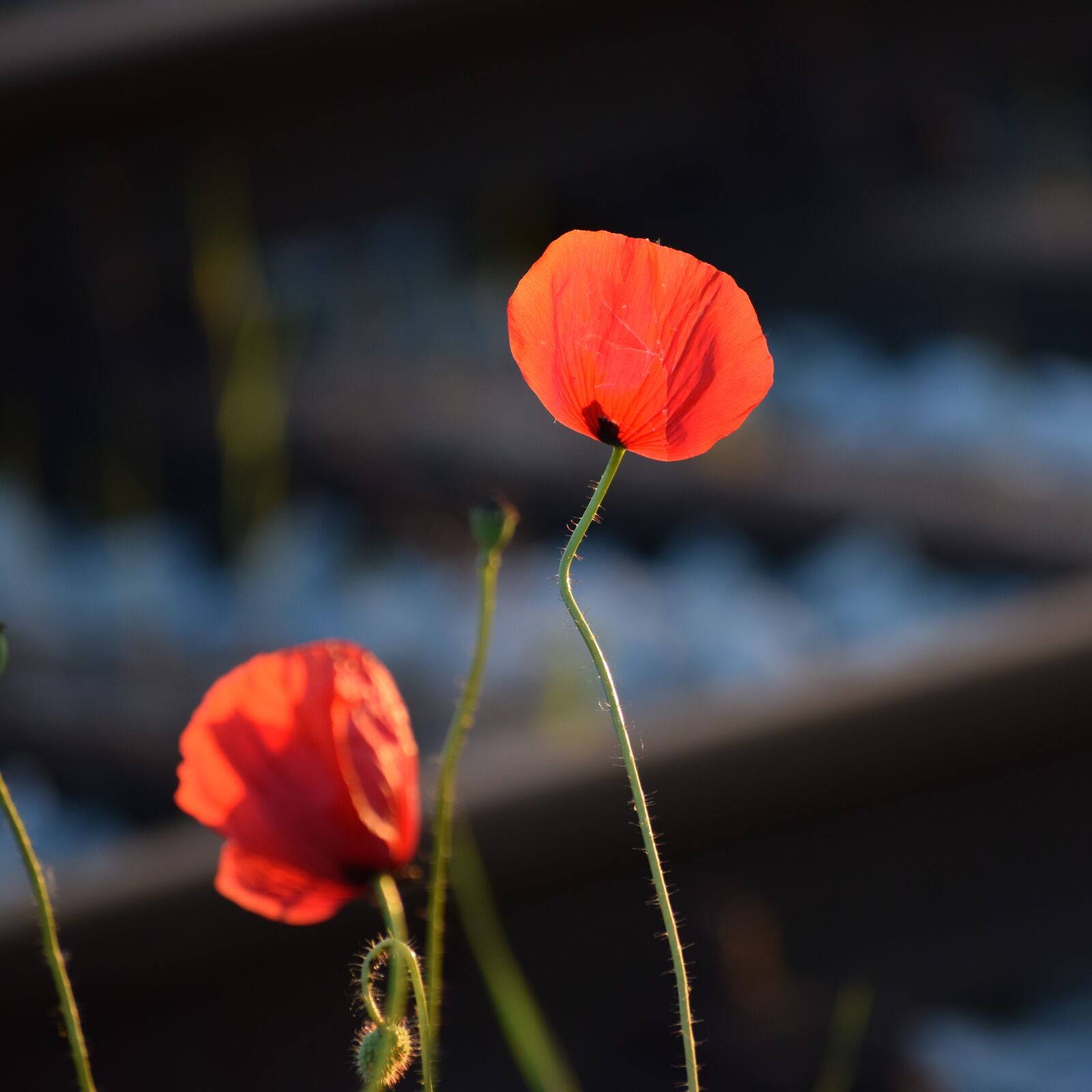 Nikon D3300 sample photo. Red poppys, near railway photography