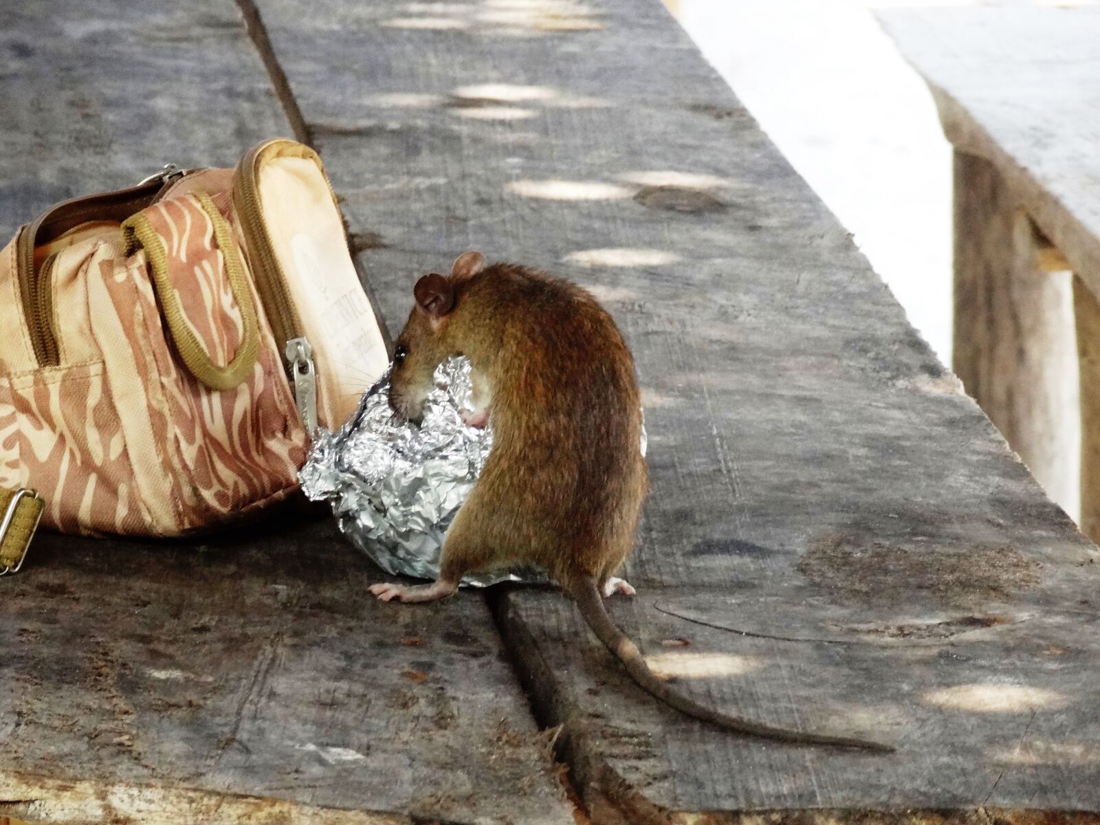 Sony Cyber-shot DSC-HX9V sample photo. Rat, mouse, rodent photography