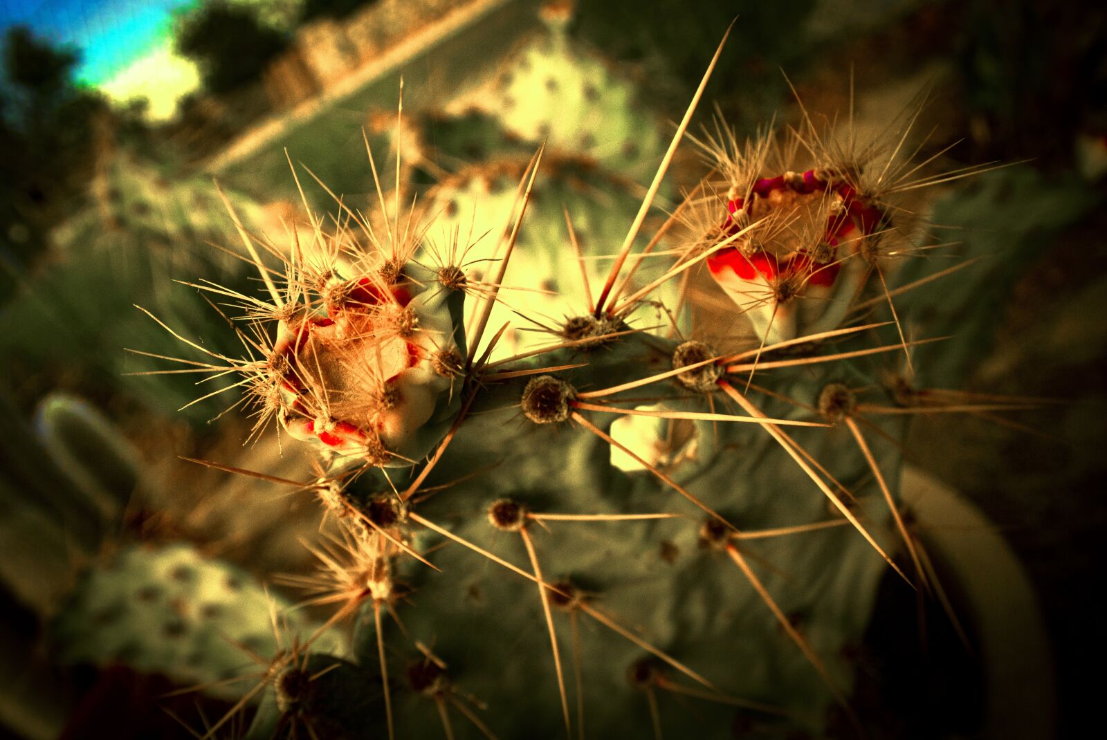 Nikon 1 J4 sample photo. Desert, cactus, bloom photography