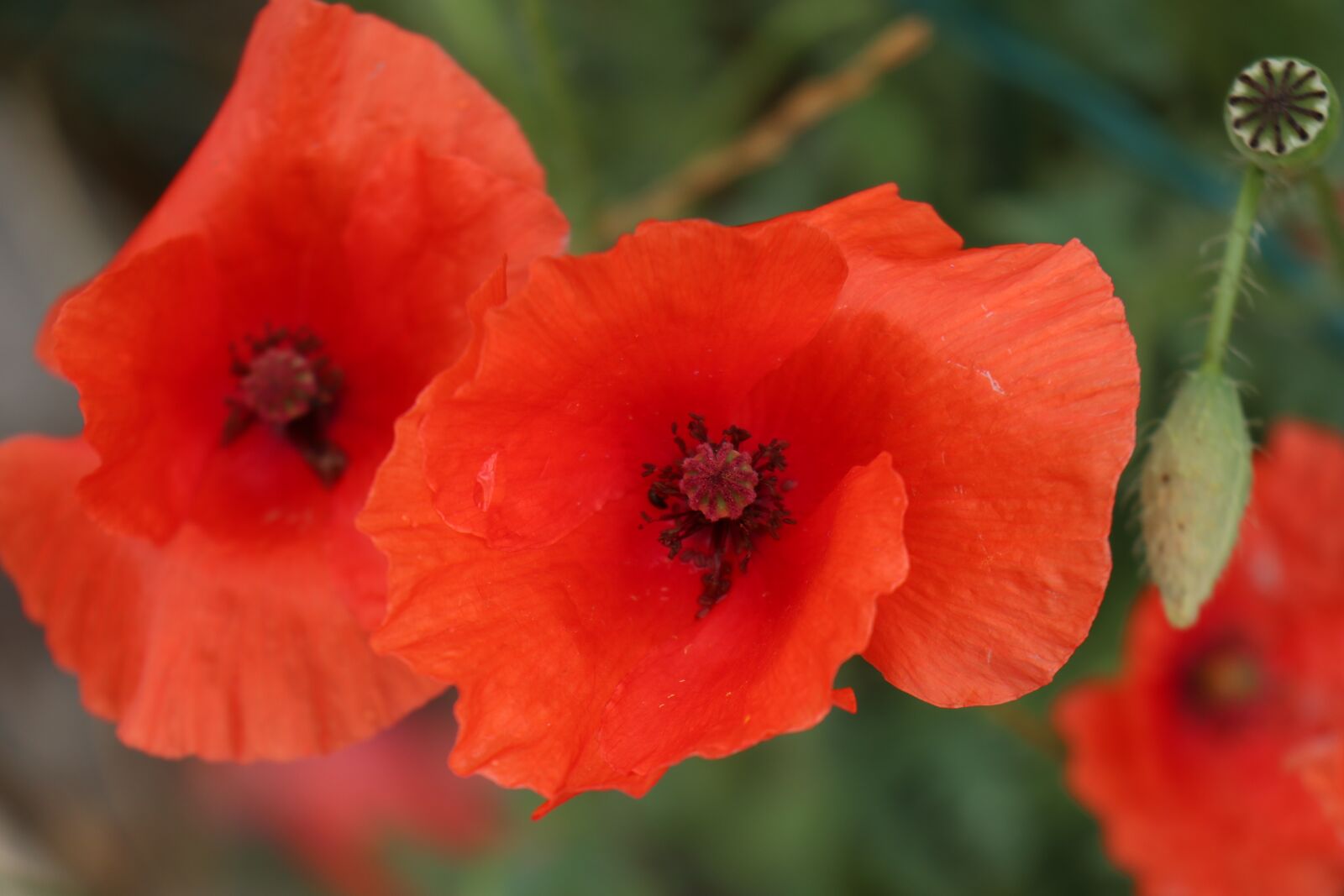 Canon EOS M6 sample photo. Summer, poppies, red photography