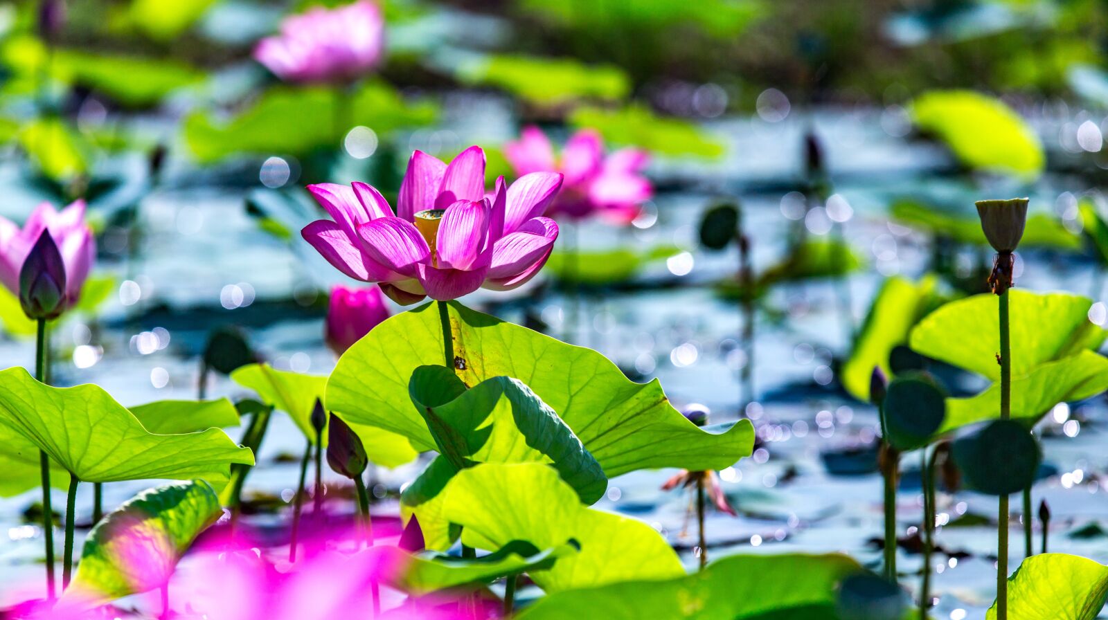 Canon EOS 6D sample photo. Nature, flora, flower photography