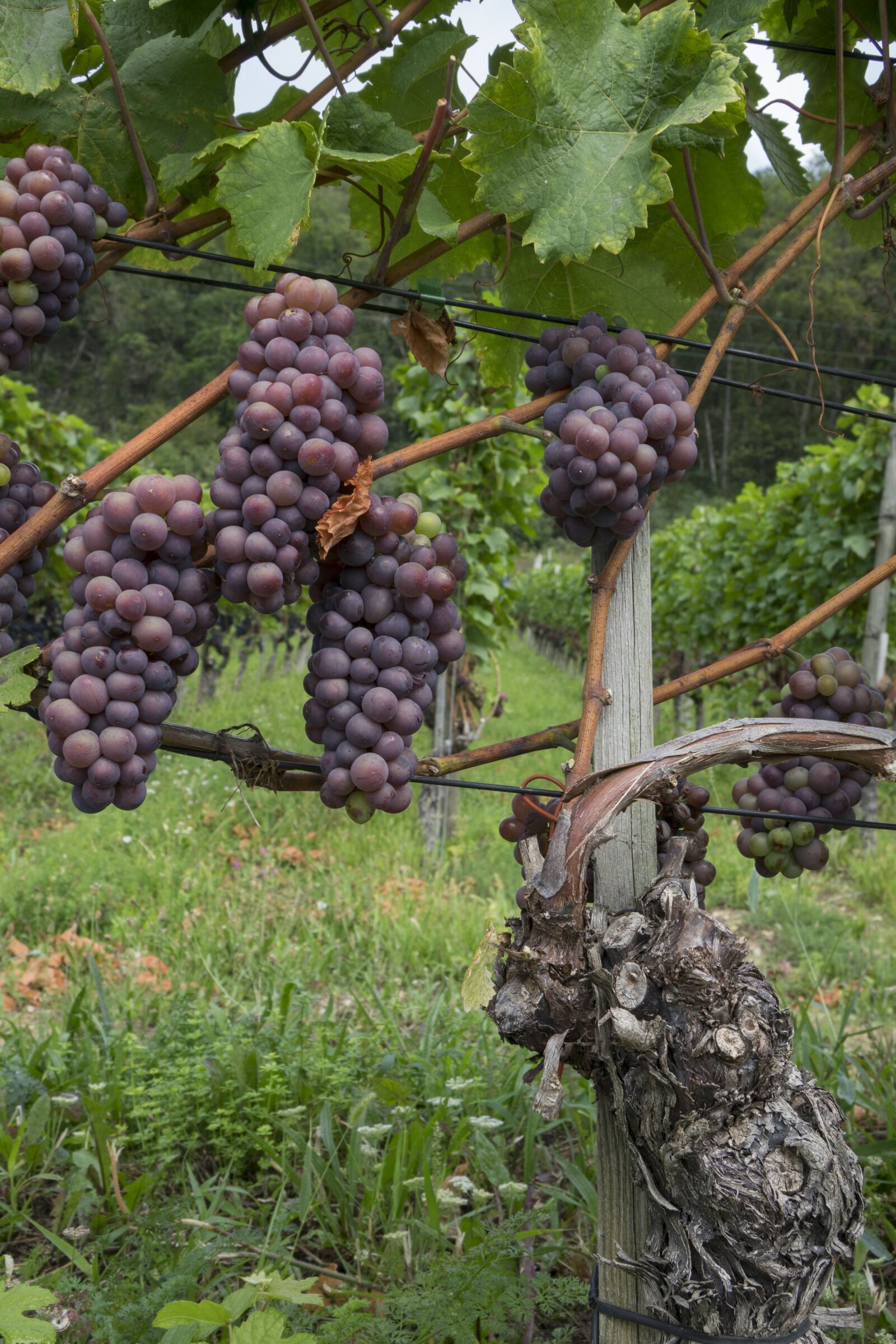 24-200mm F2.8 sample photo. Grapes, vine, fruit photography