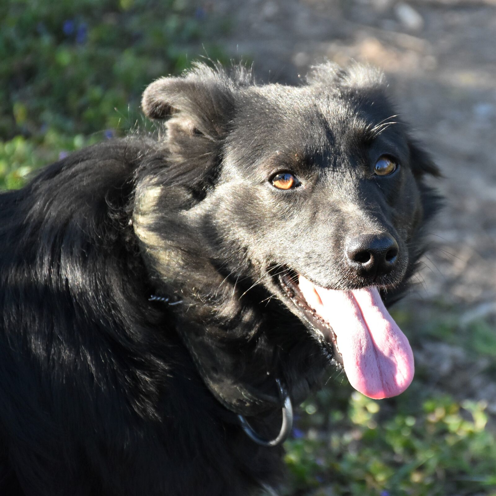 Nikon D5600 sample photo. Dog, black, pet photography