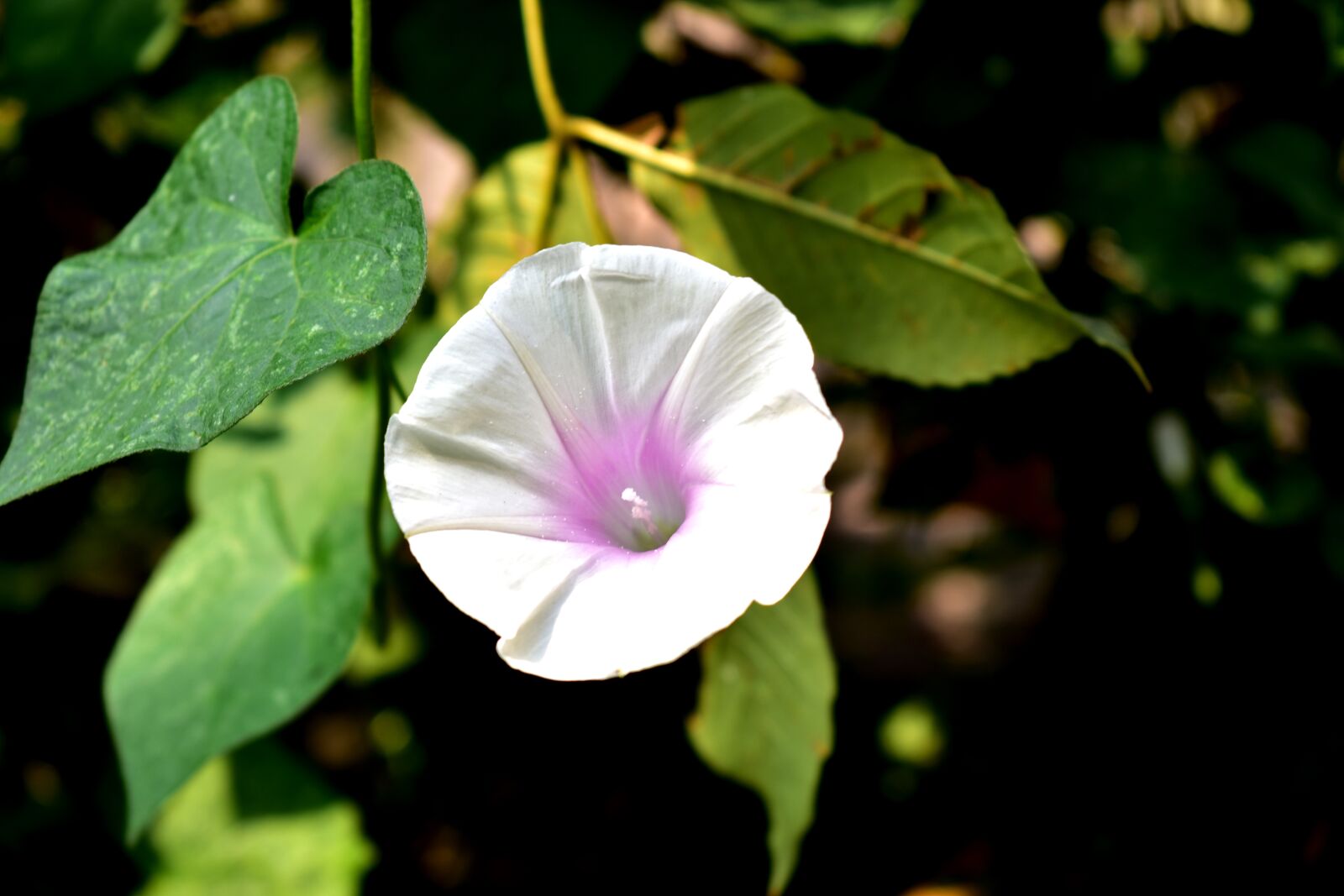 Nikon D5600 sample photo. Carolina, flower, plant photography