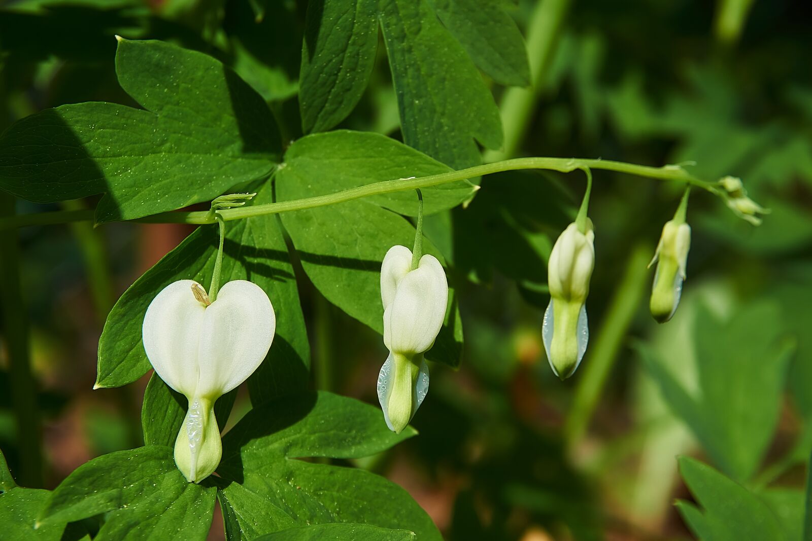 Sony a6000 sample photo. Bleeding heart, lamprocapnos spectabilis photography