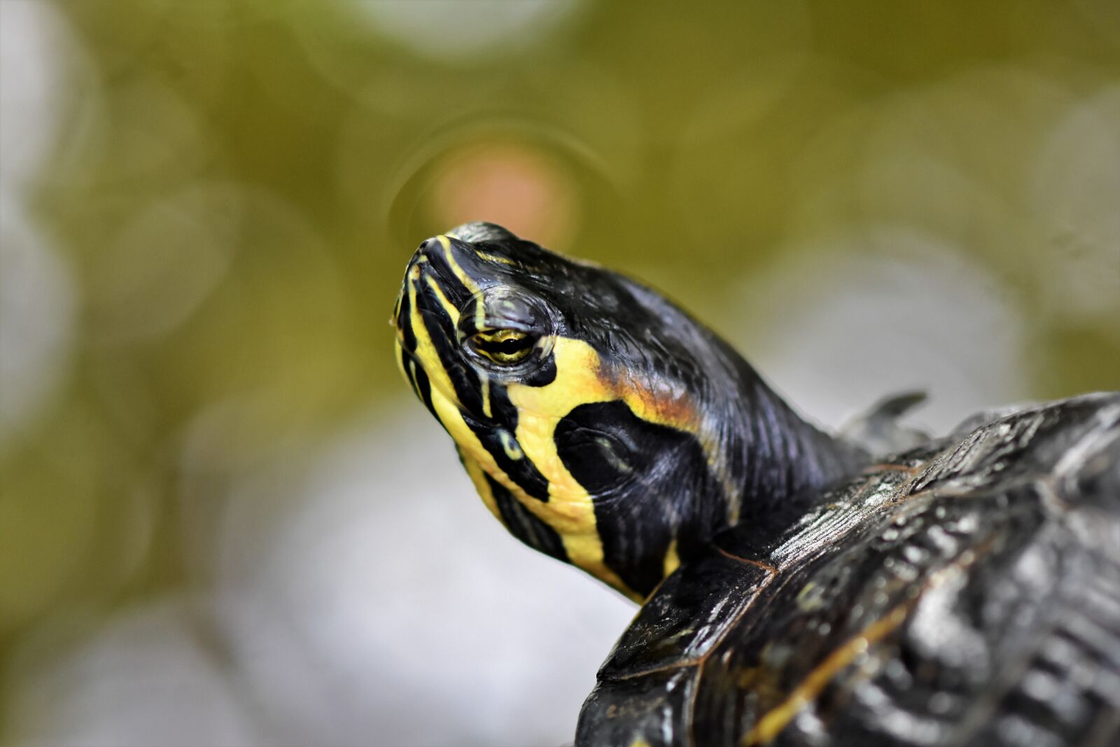 Nikon D7200 sample photo. Water turtle, turtle, reptile photography