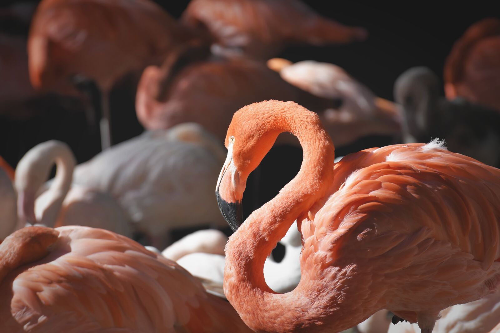 Nikon D7200 sample photo. Flamingo, bird, colorful photography