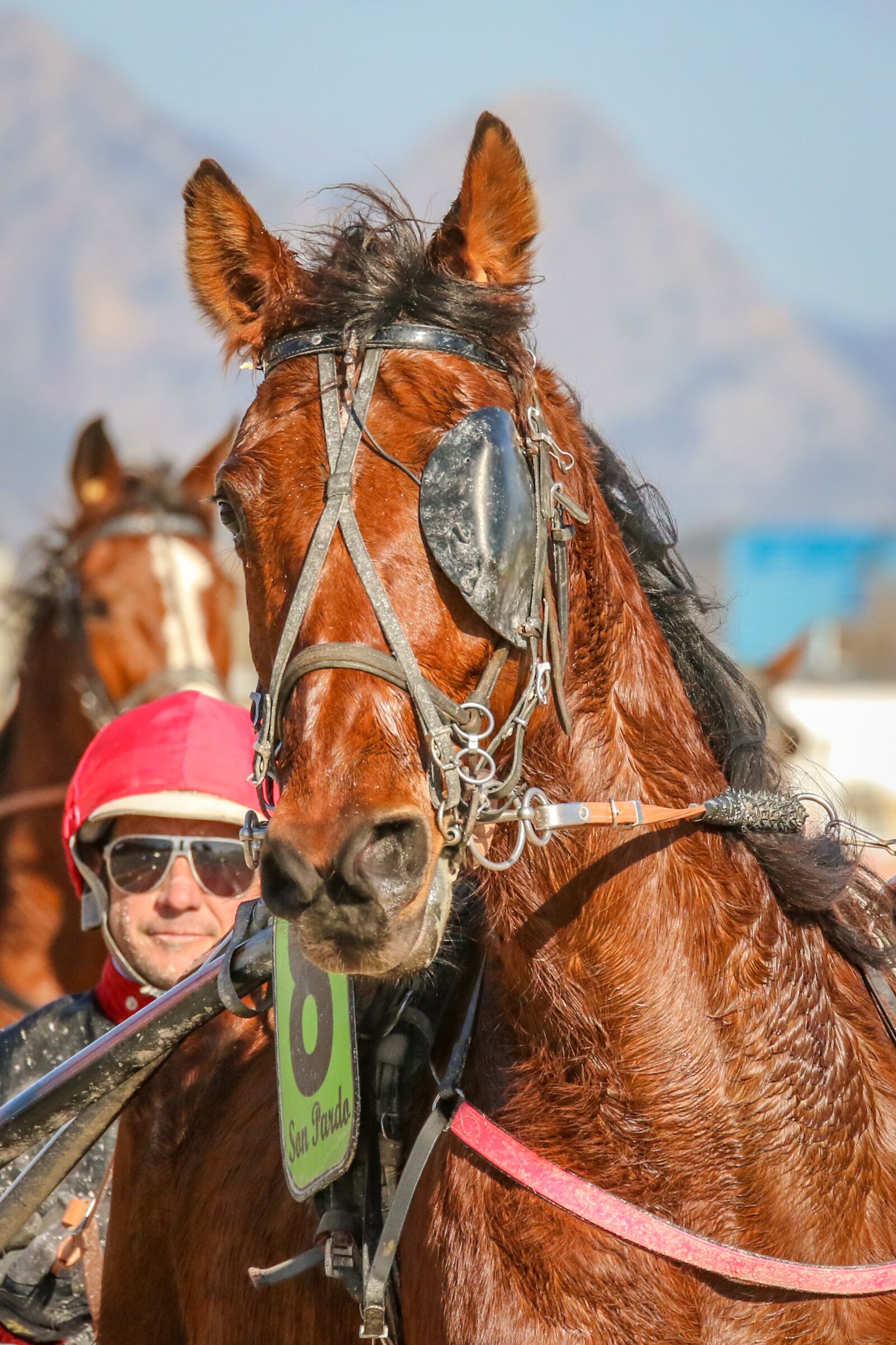 Canon EOS 7D Mark II sample photo. Horses, racing, trot photography