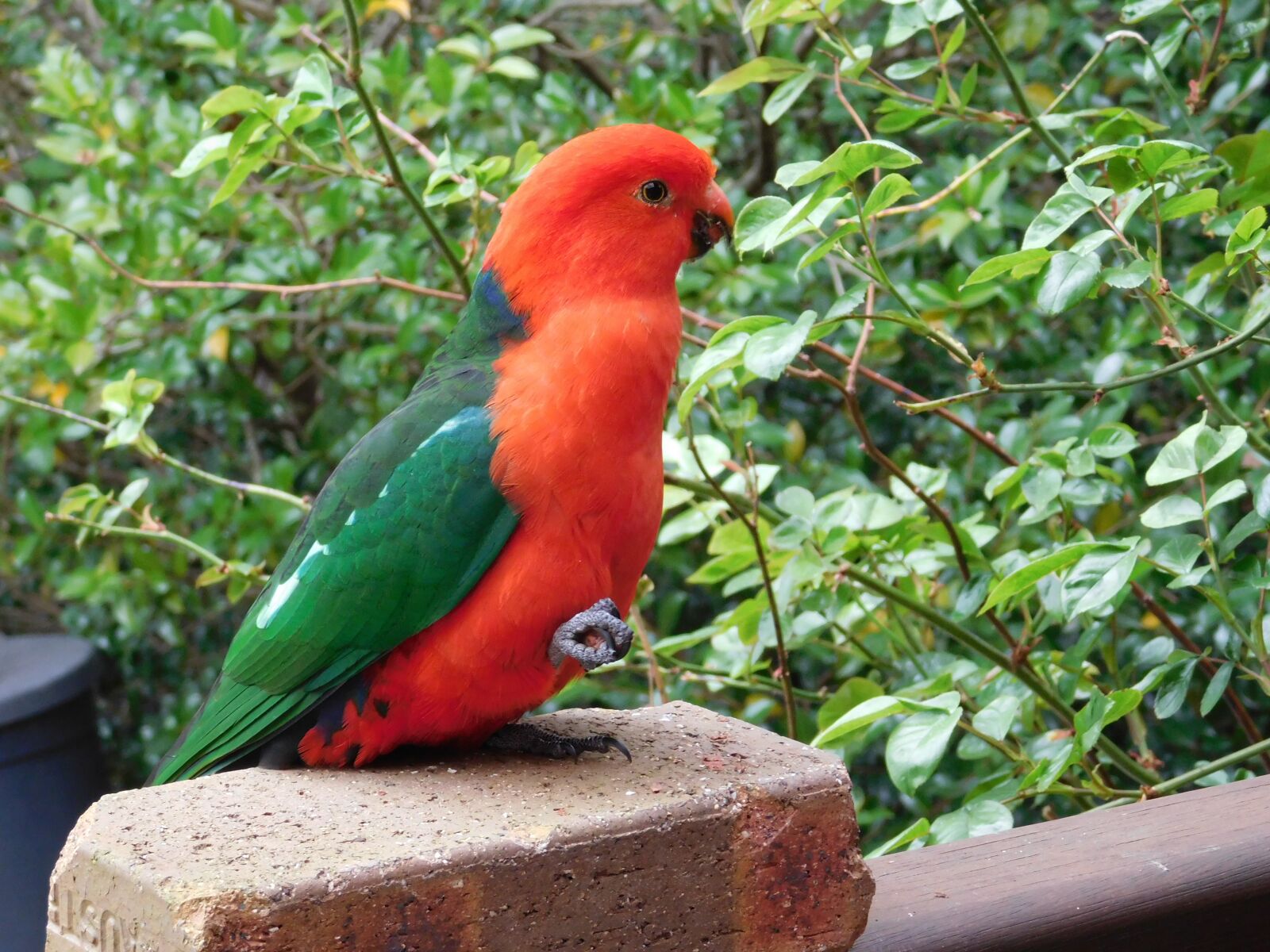 Nikon Coolpix L840 sample photo. Parrot, king-parrot, australia photography