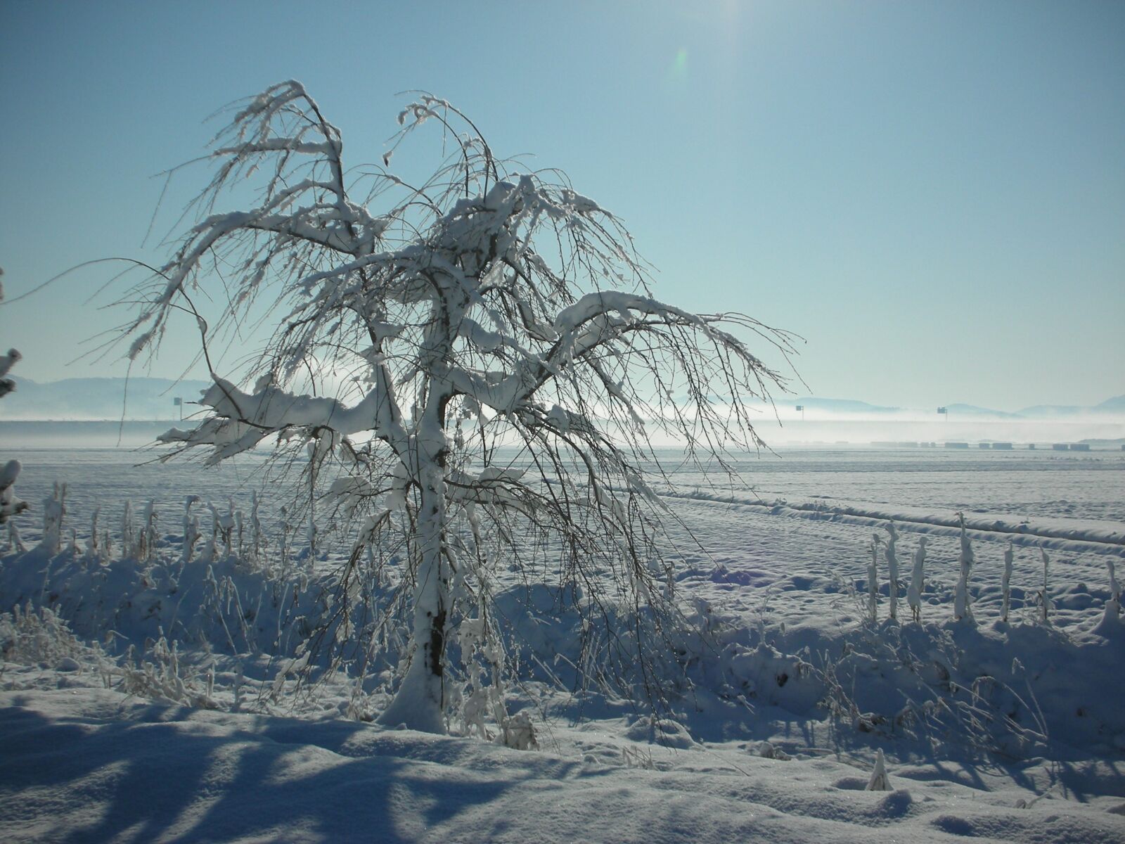 Nikon COOLPIX S5 sample photo. Winter, wood, nature photography