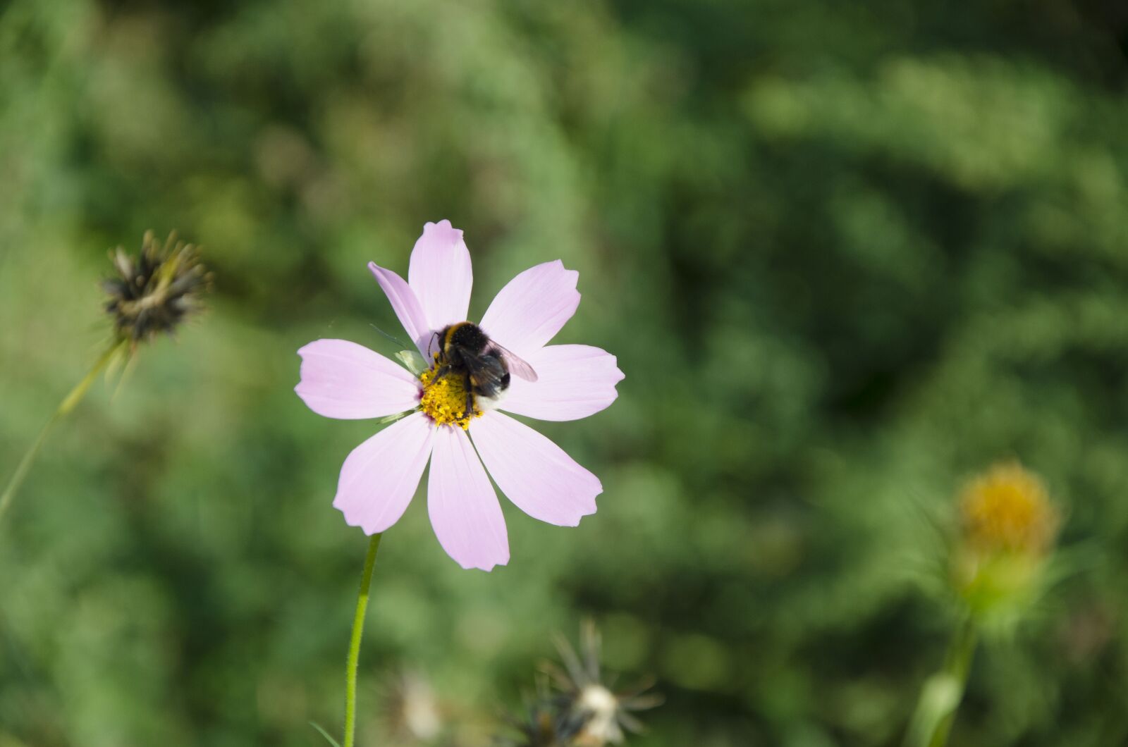 Nikon D7000 sample photo. Bee, flower, summer photography