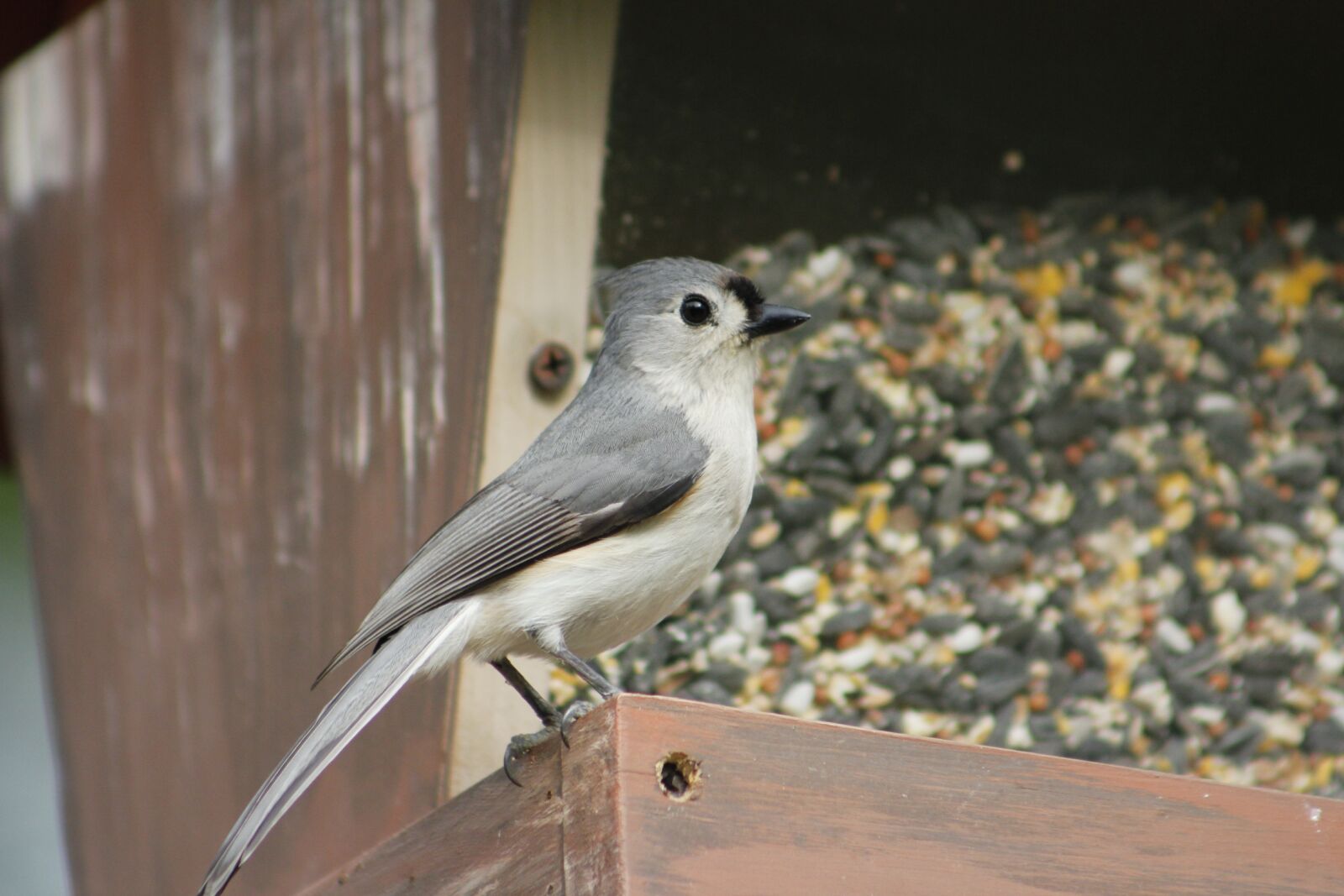 Canon EOS 550D (EOS Rebel T2i / EOS Kiss X4) sample photo. Bird, nature, outdoors photography