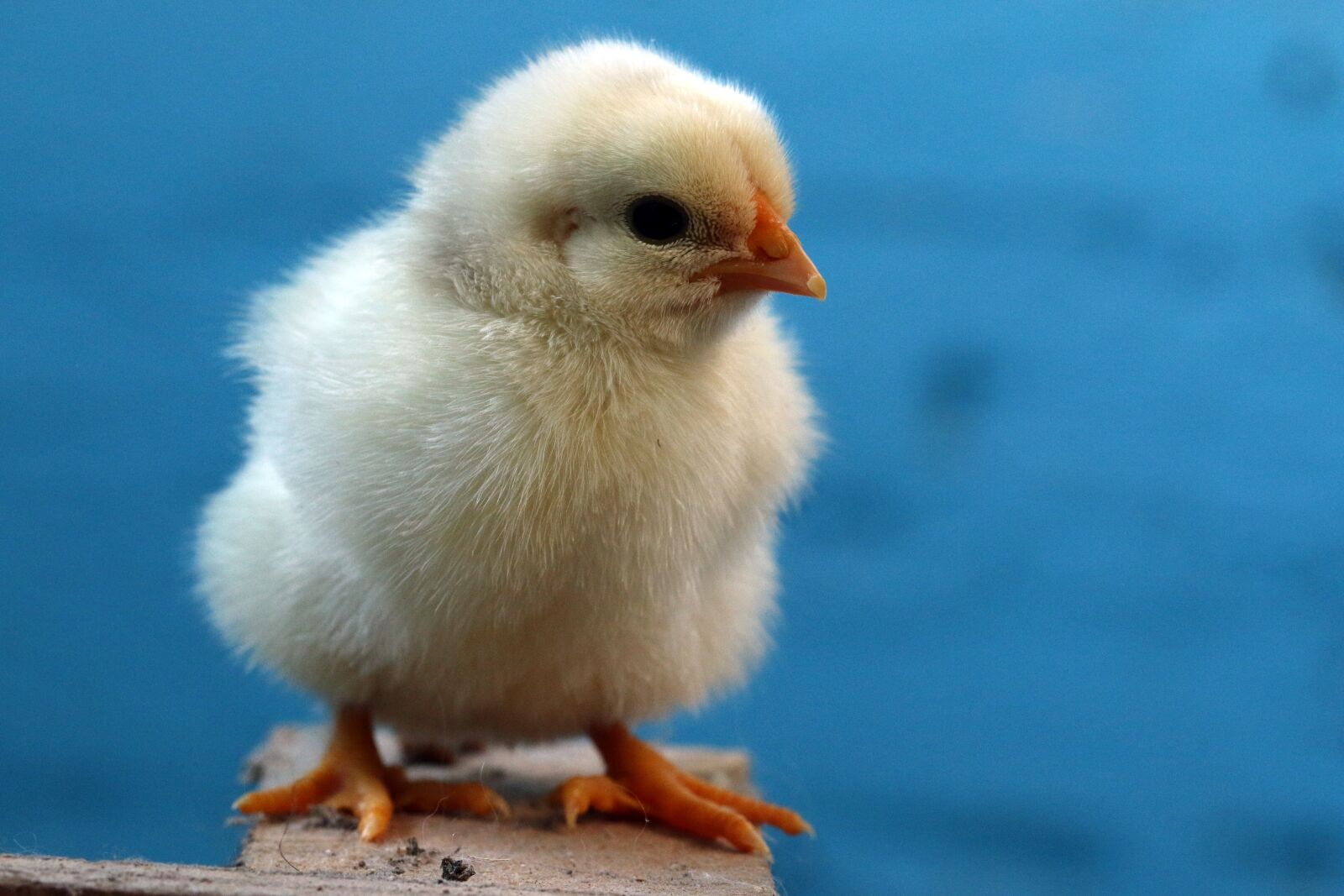 Canon EOS 70D sample photo. Birds, easter, poultry photography