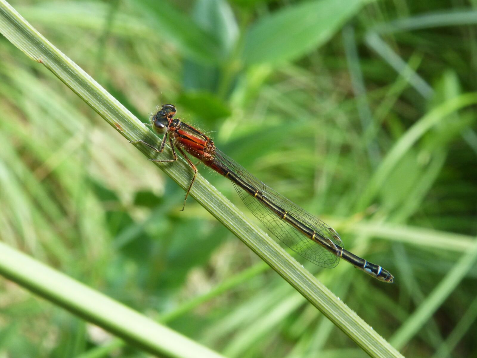 Panasonic DMC-FZ62 sample photo. Dragonfly, red, insect photography