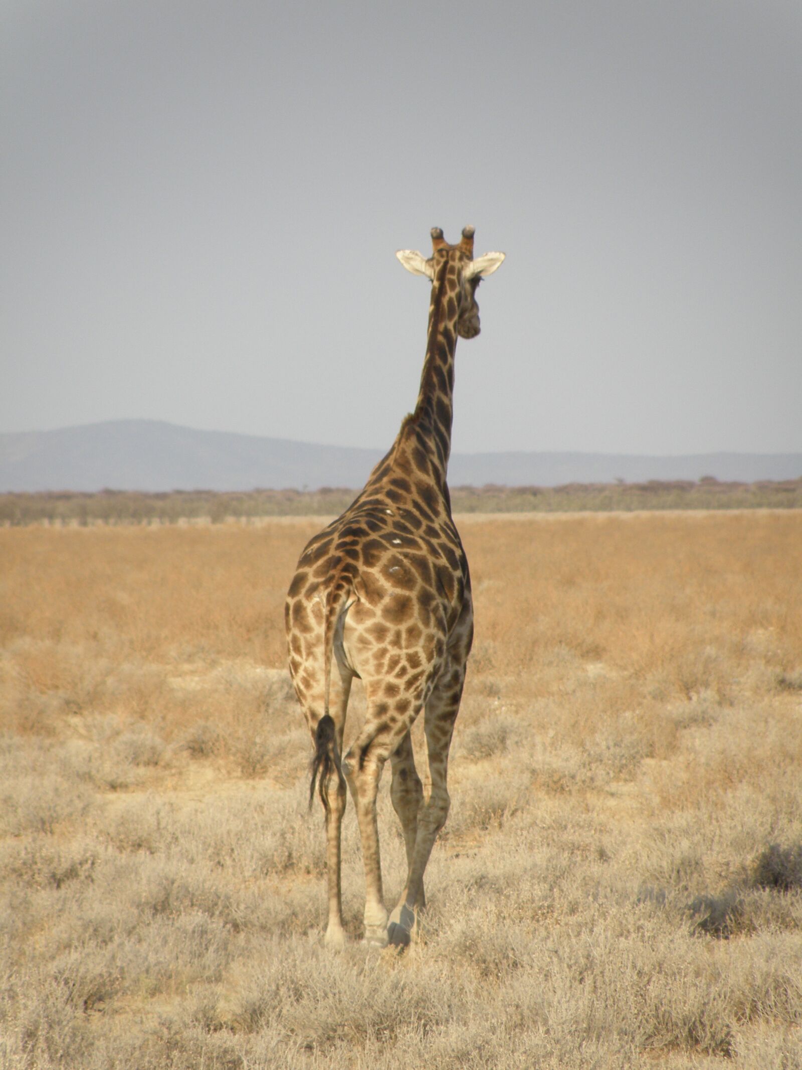 Olympus SP570UZ sample photo. Giraffe, namibia, park photography