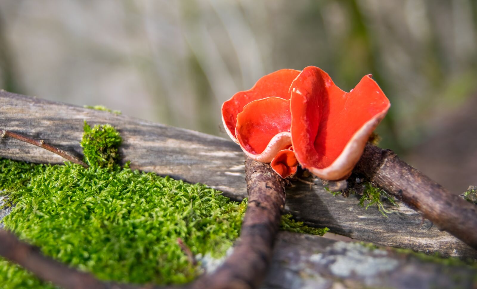 Nikon D5300 sample photo. Fungi, sarcoscypha coccinea, p photography