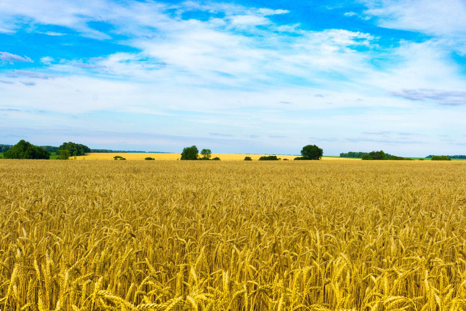 Sony a6000 sample photo. Field, wheat, sky photography