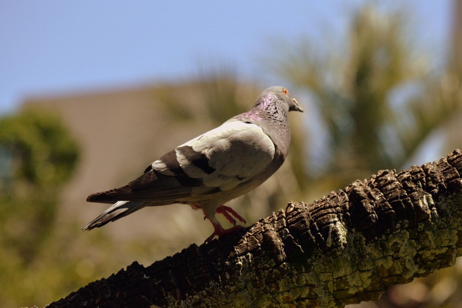 Nikon D3100 sample photo. Dove, breed, wings photography