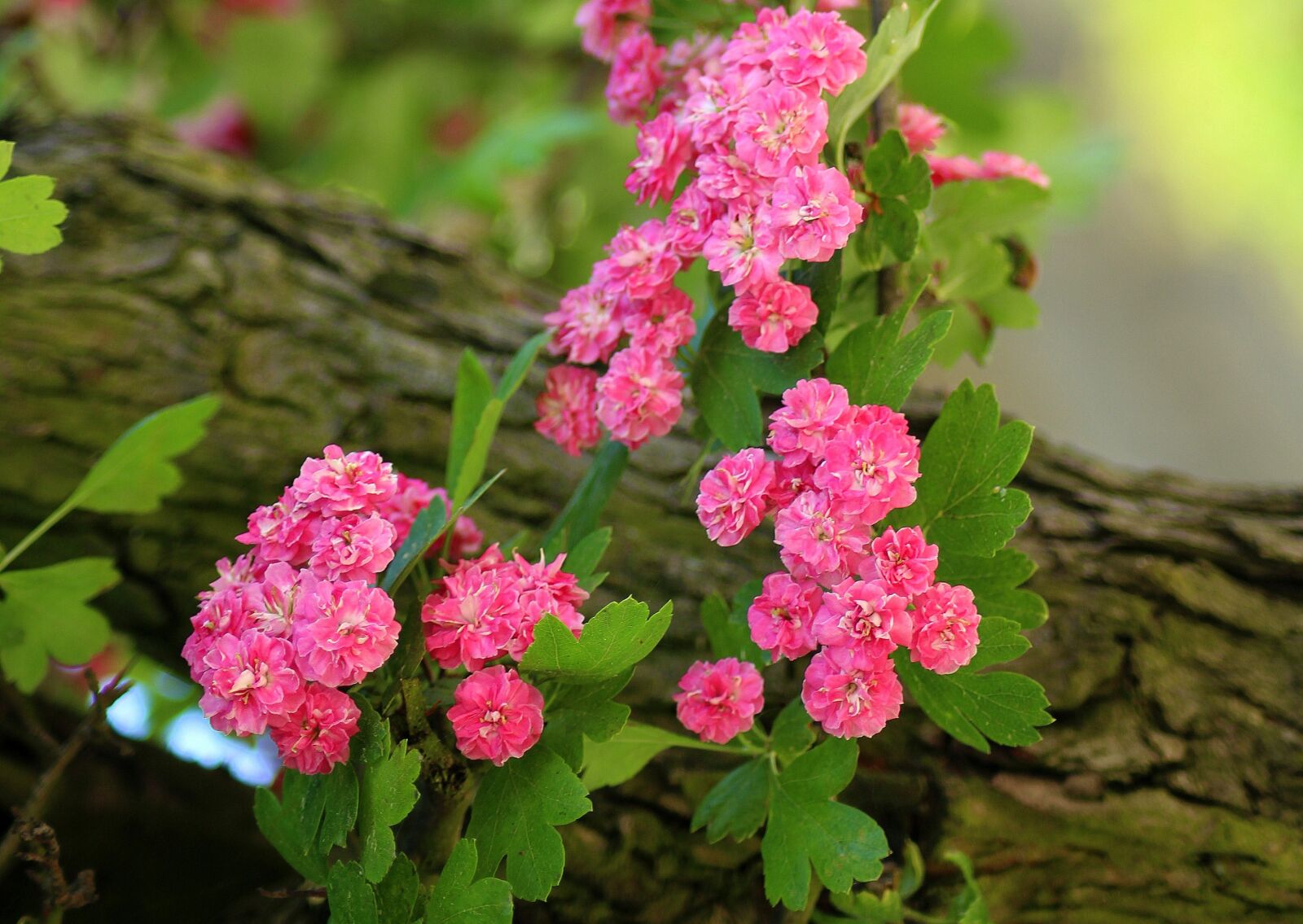 Canon EOS 1200D (EOS Rebel T5 / EOS Kiss X70 / EOS Hi) sample photo. Crataegus, tree, flowering photography