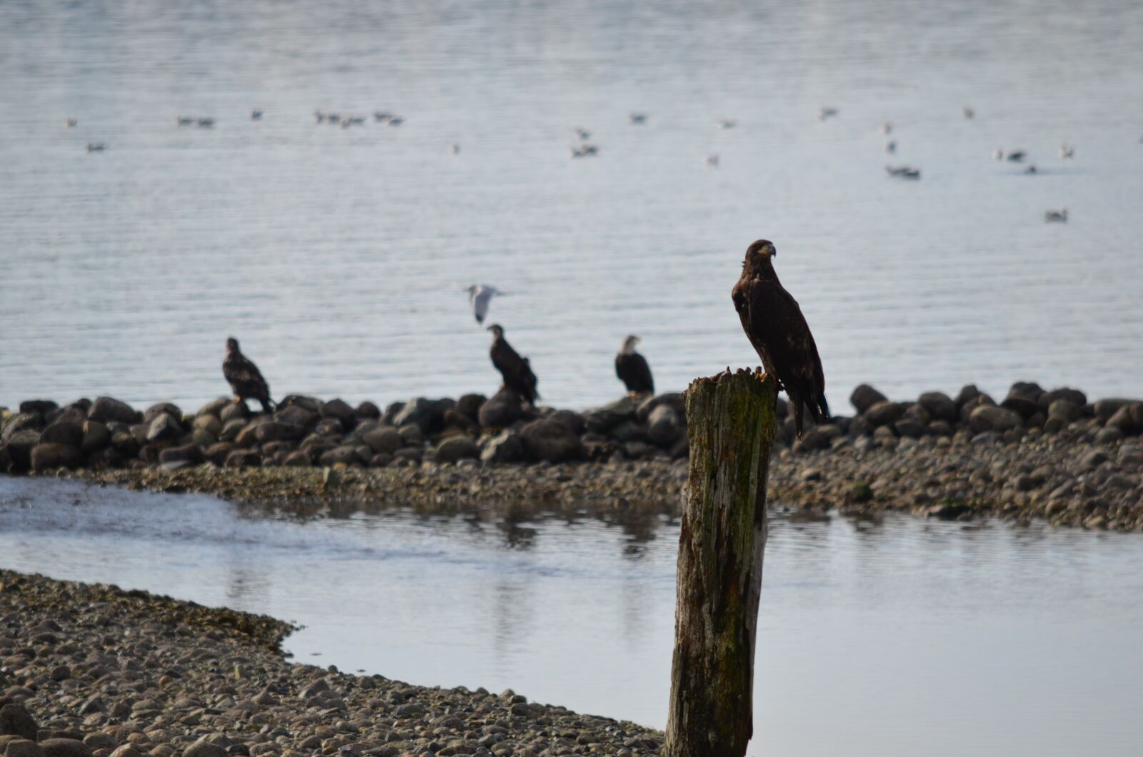 Nikon D5100 sample photo. Eagles, eagle, bald eagle photography