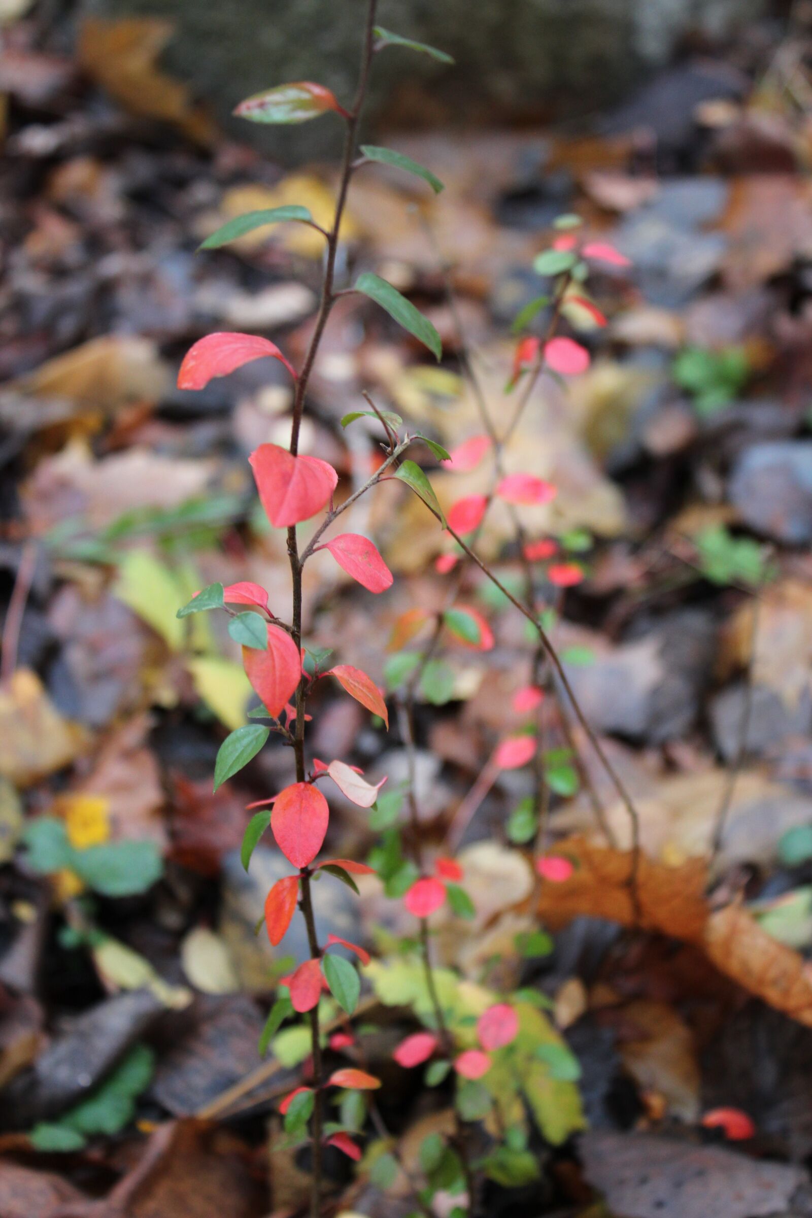 Canon EOS 600D (Rebel EOS T3i / EOS Kiss X5) sample photo. Wild, forest, busch photography