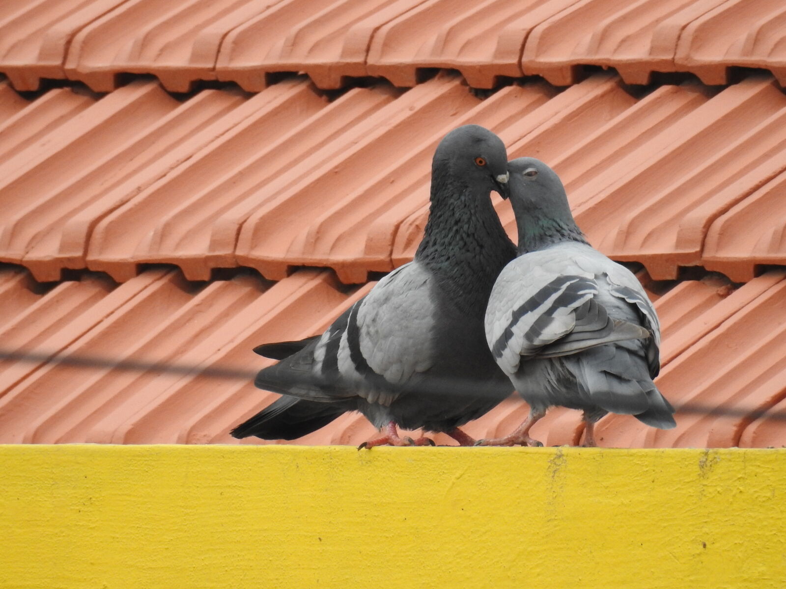 Nikon Coolpix P900 sample photo. Kissing, pigeons, pigeons, love photography