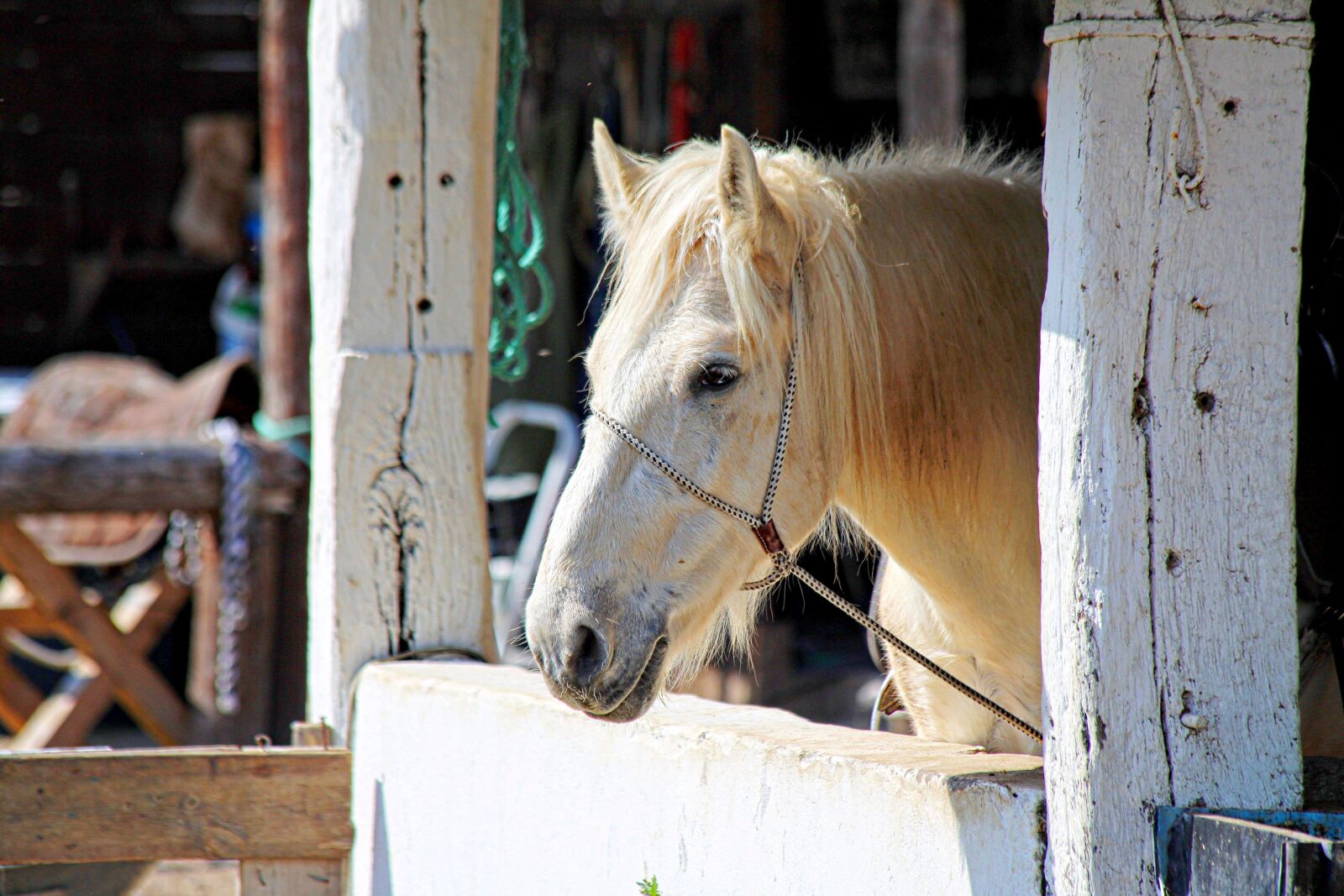 Canon EOS 5D Mark III sample photo. Horse, hiking, ranch photography