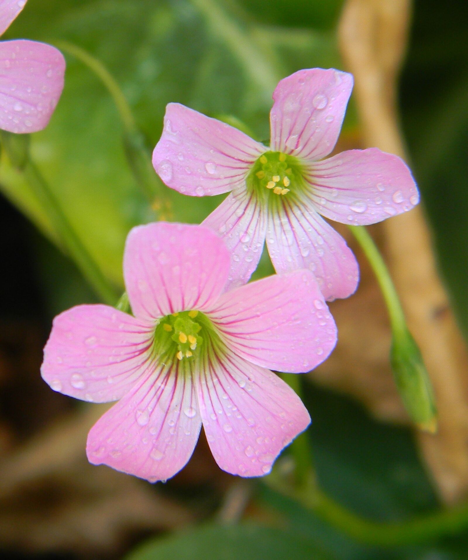 Nikon Coolpix L110 sample photo. Pink flower, natural, garden photography