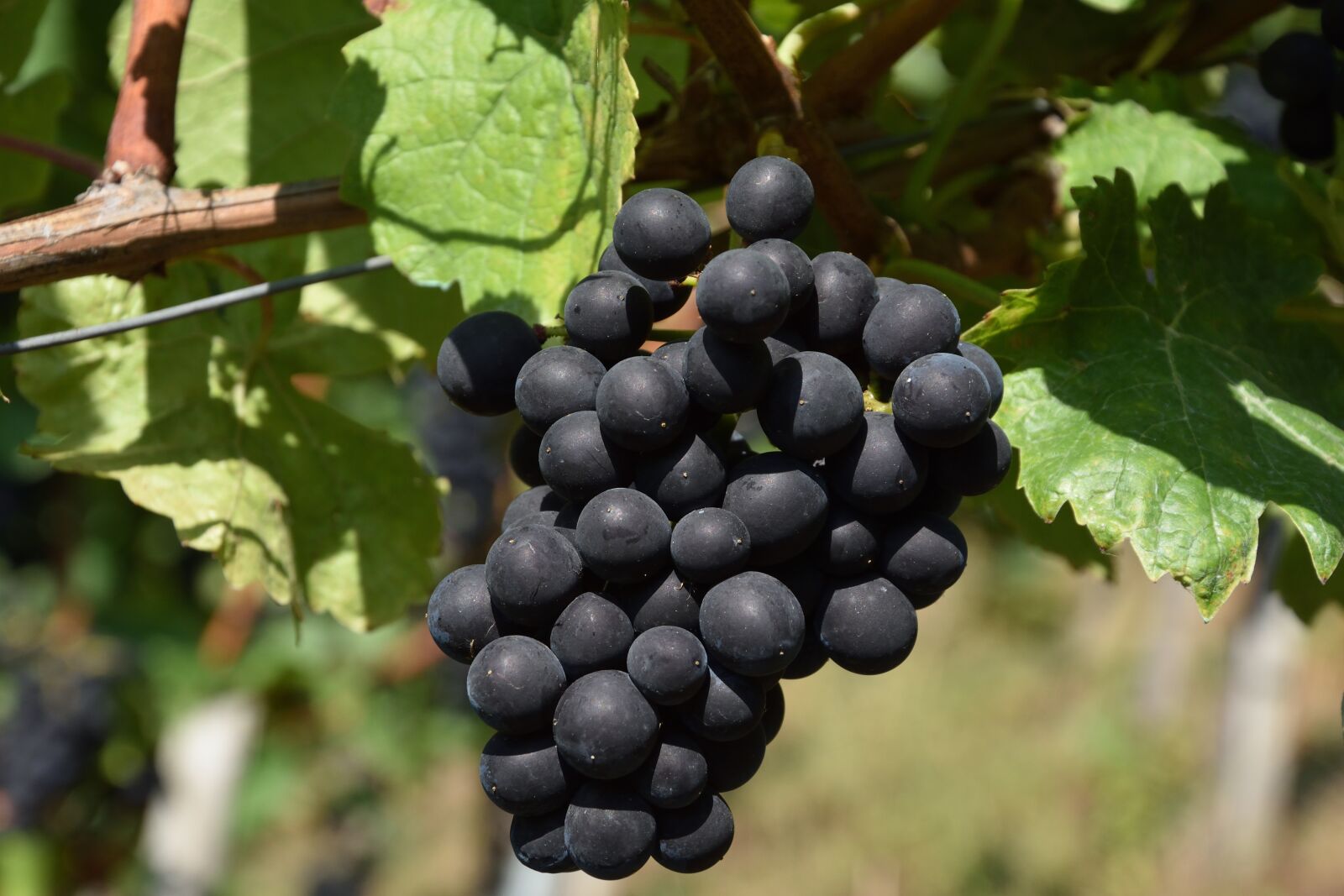 Nikon D7200 sample photo. Grape, red, red grapes photography