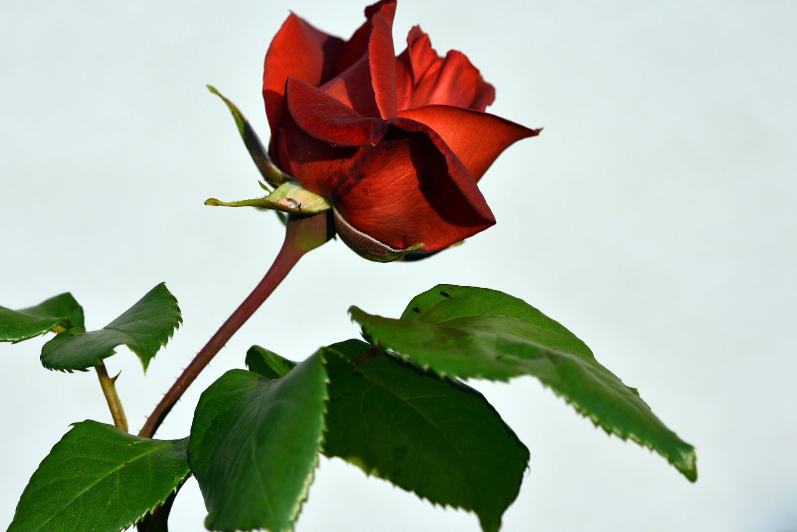 Nikon D3400 sample photo. Rose, roses, flower photography