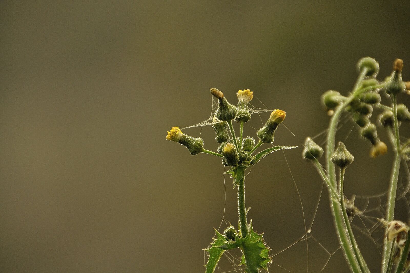 Nikon D90 sample photo. Autumn, spider webs, dew photography