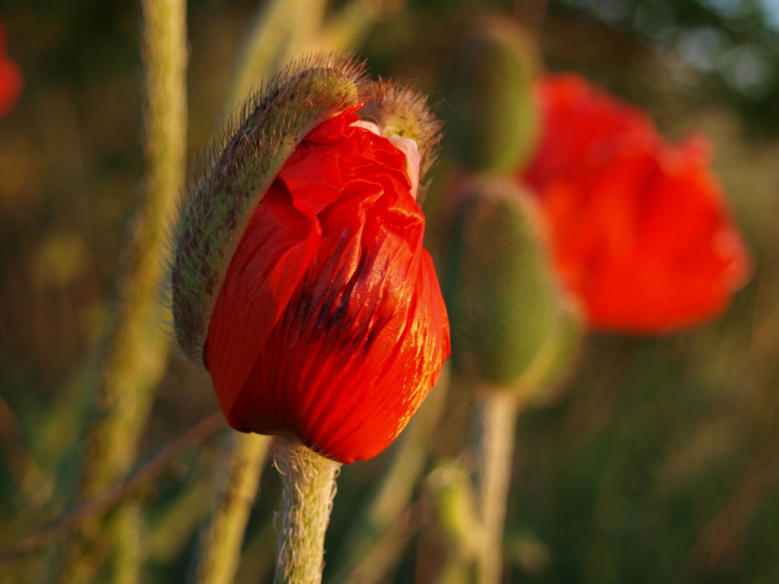 Olympus E-420 (EVOLT E-420) sample photo. Poppy, poppy flower, red photography
