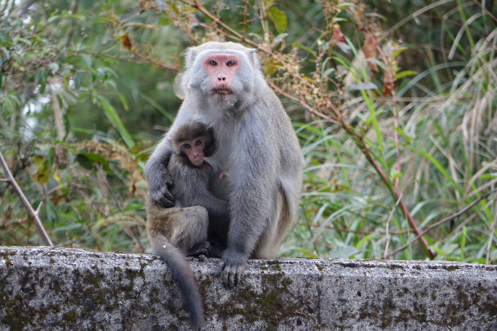 Sony Cyber-shot DSC-RX10 sample photo. Monkey, taiwan wild monkeys photography