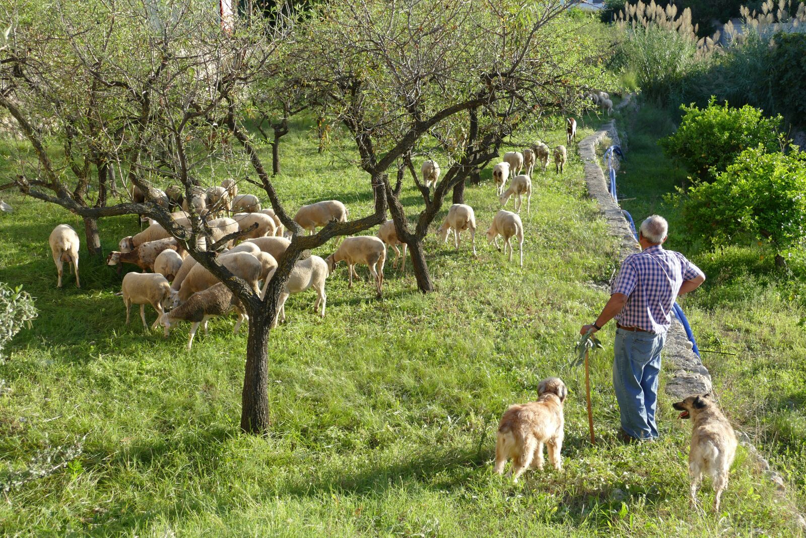Panasonic Lumix DMC-FZ1000 sample photo. Sheep, herd, shepherd photography