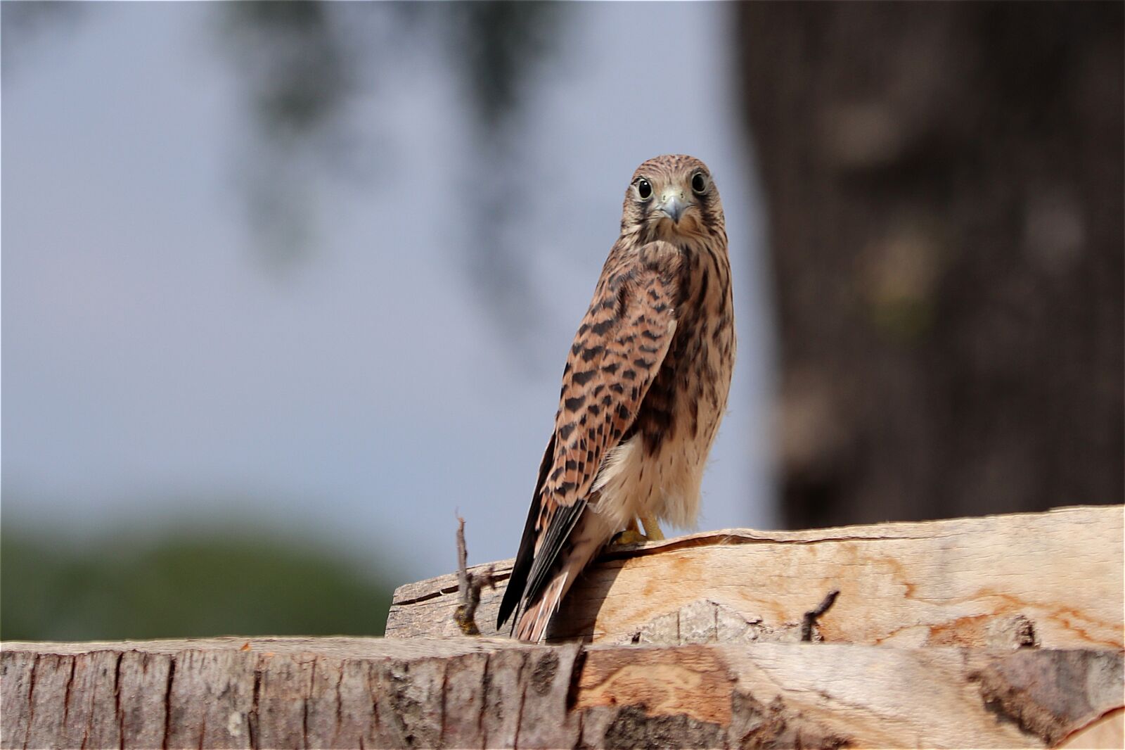 Canon EF 70-300 F4-5.6 IS II USM sample photo. Falcon, raptor, young hawk photography