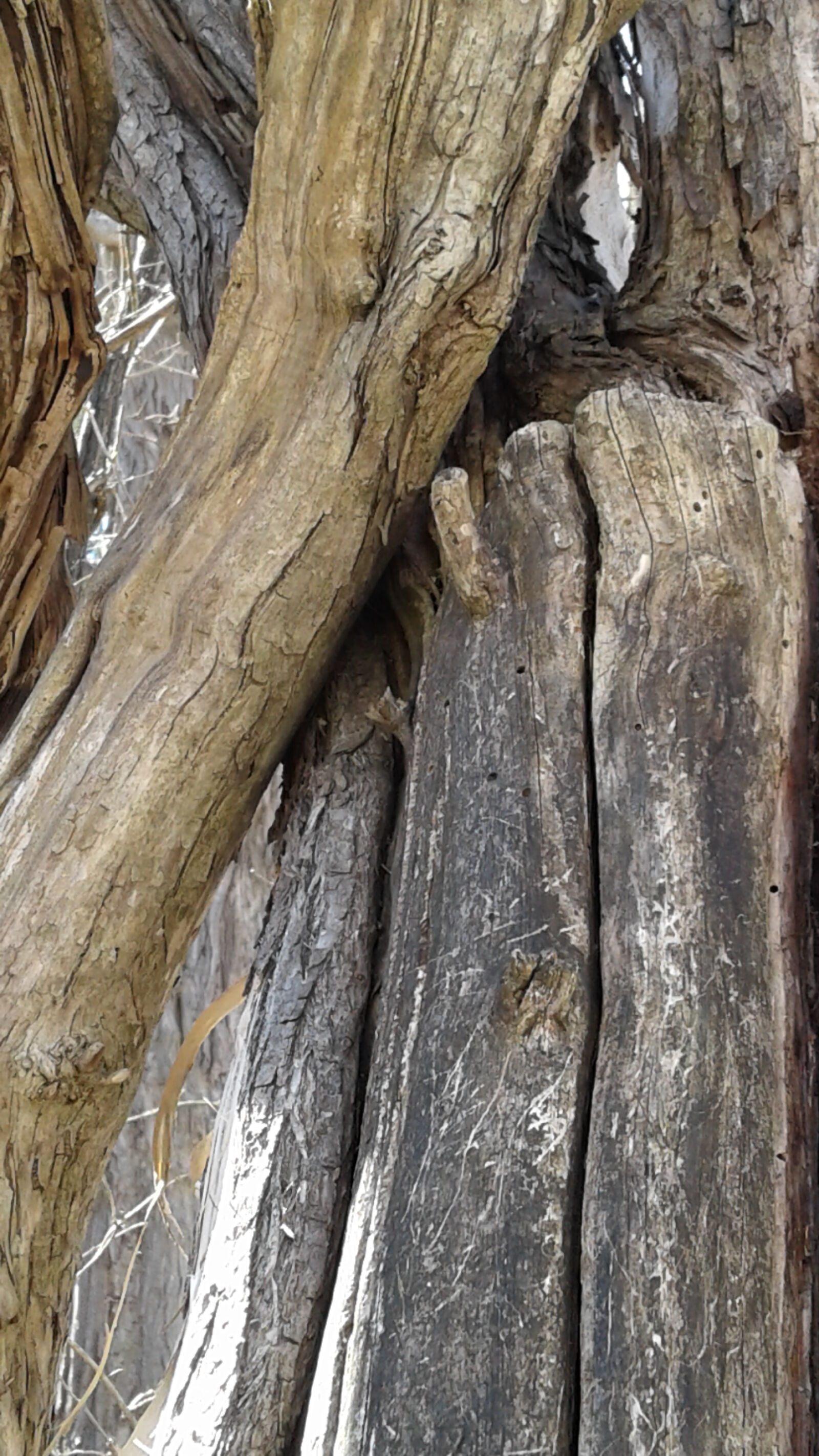 Samsung Galaxy On5 sample photo. Tree, bark, wood, wood photography