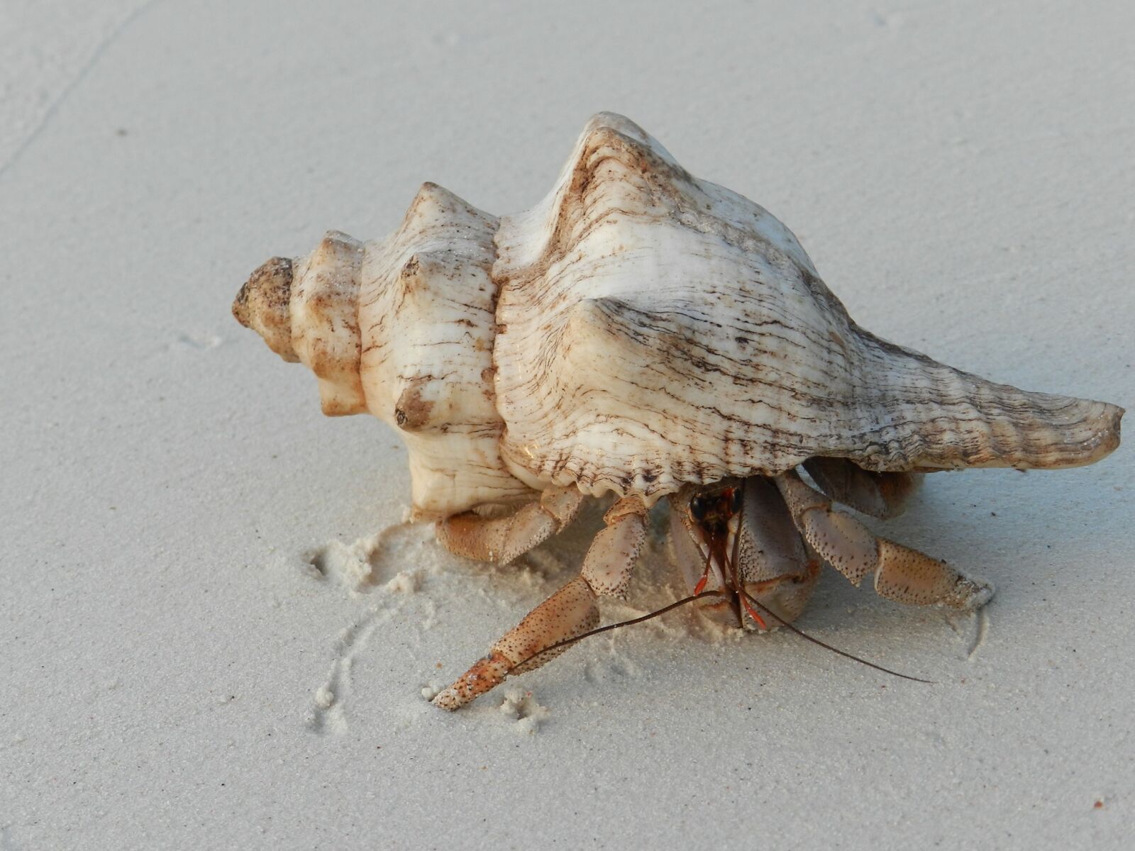 Nikon Coolpix P500 sample photo. Shell, hermit crab, zanzibar photography