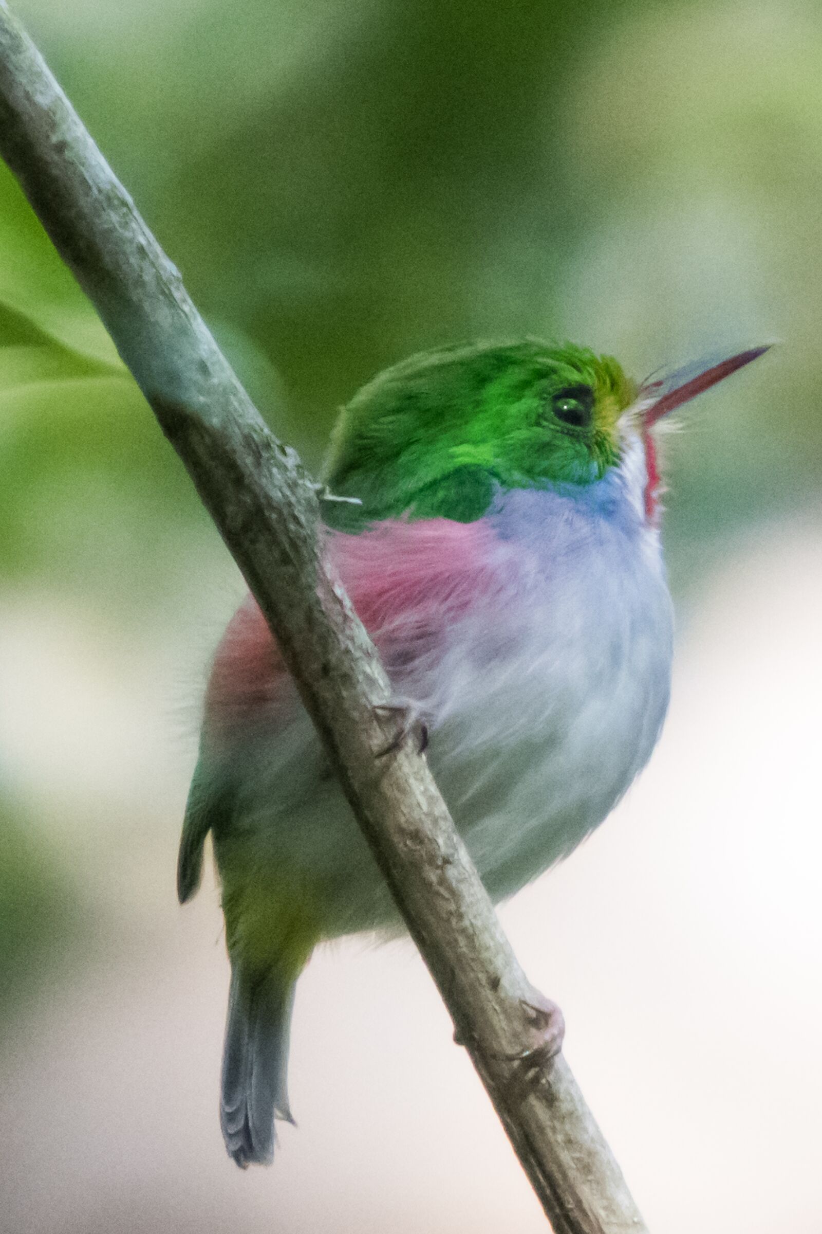 Canon EF 70-200mm F2.8L IS USM sample photo. Cuba, matanzas, cienaga de photography