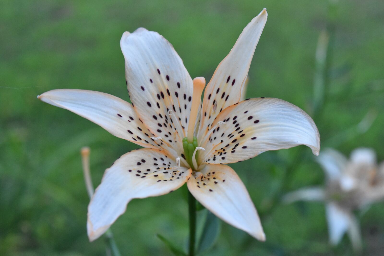 Nikon D5500 sample photo. Lily, flower, outdoor photography