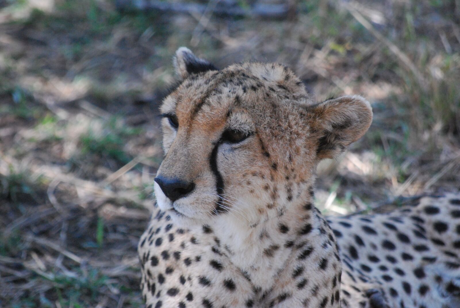 Nikon D60 sample photo. Cheetah, wildcat, africa photography