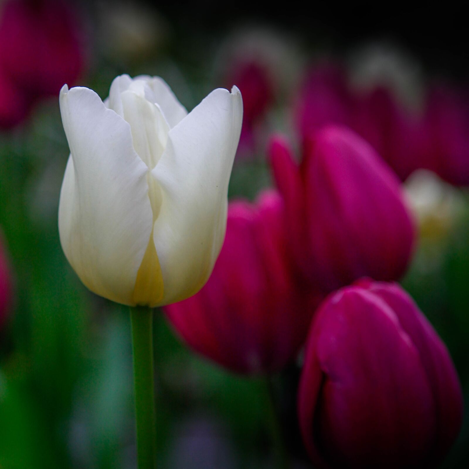 Canon EOS 7D sample photo. Tulip, language of flowers photography