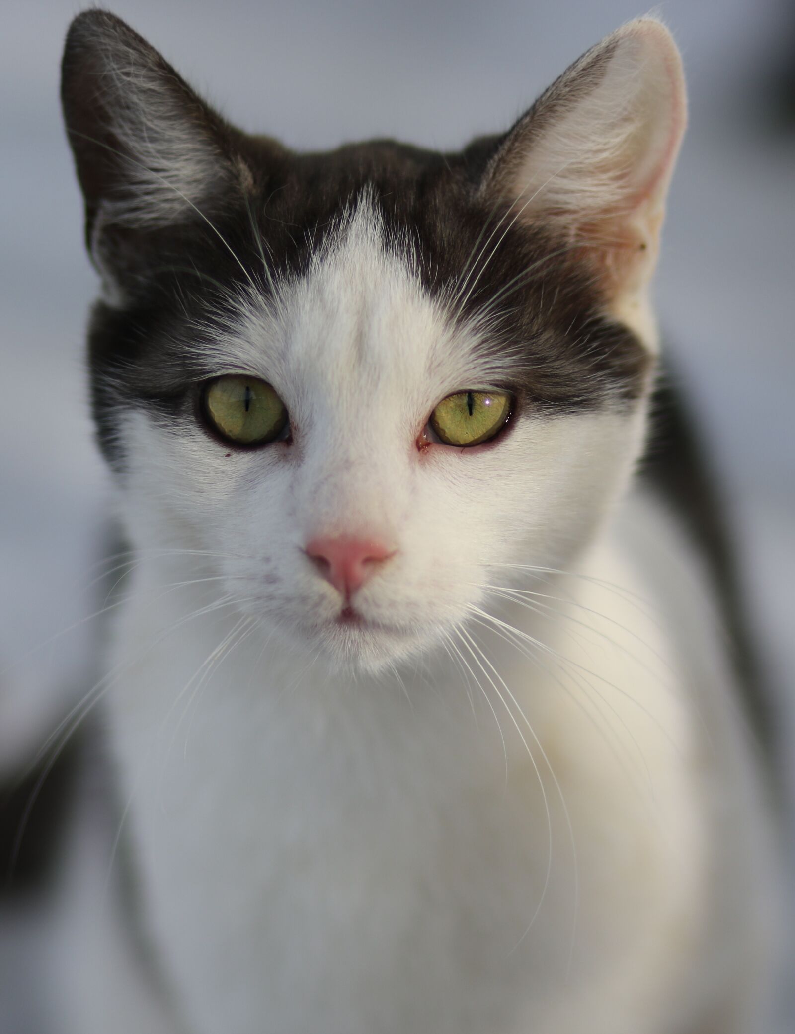 Canon EF 85mm F1.8 USM sample photo. Cat, white, black photography