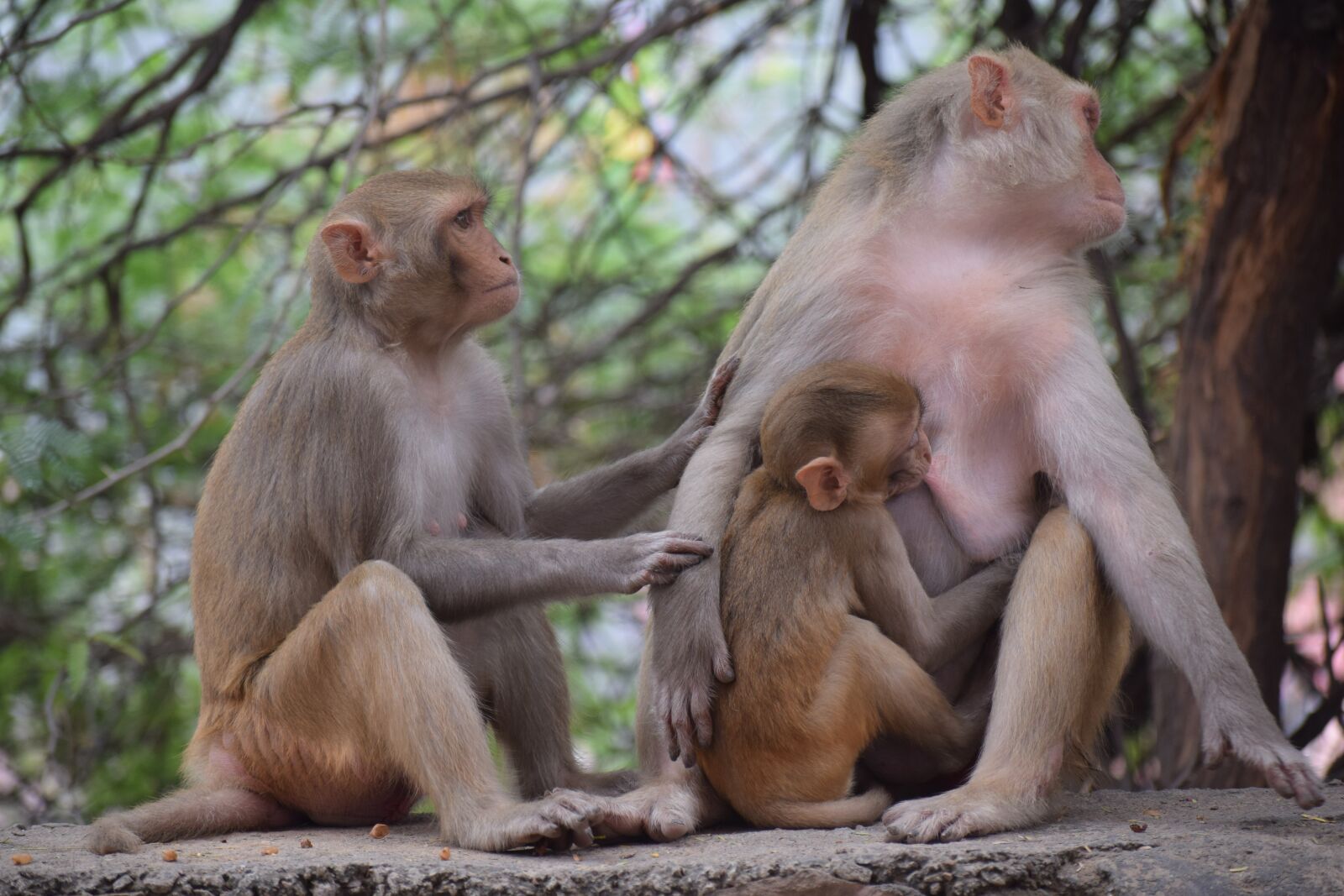 Nikon D3300 sample photo. Monkey, mother, breastfeeding photography