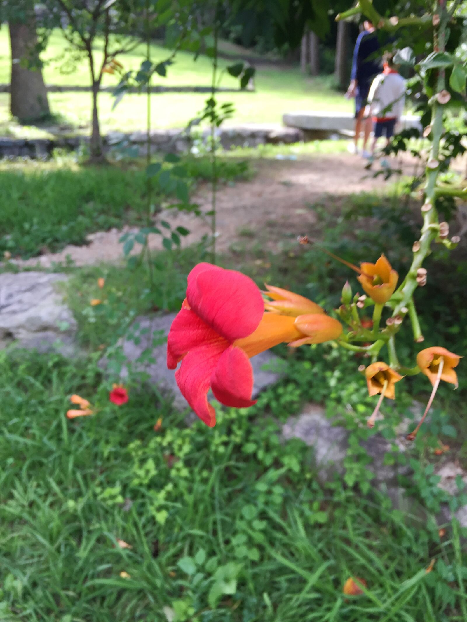 iPhone 6 back camera 4.15mm f/2.2 sample photo. Flowers, park, nature photography