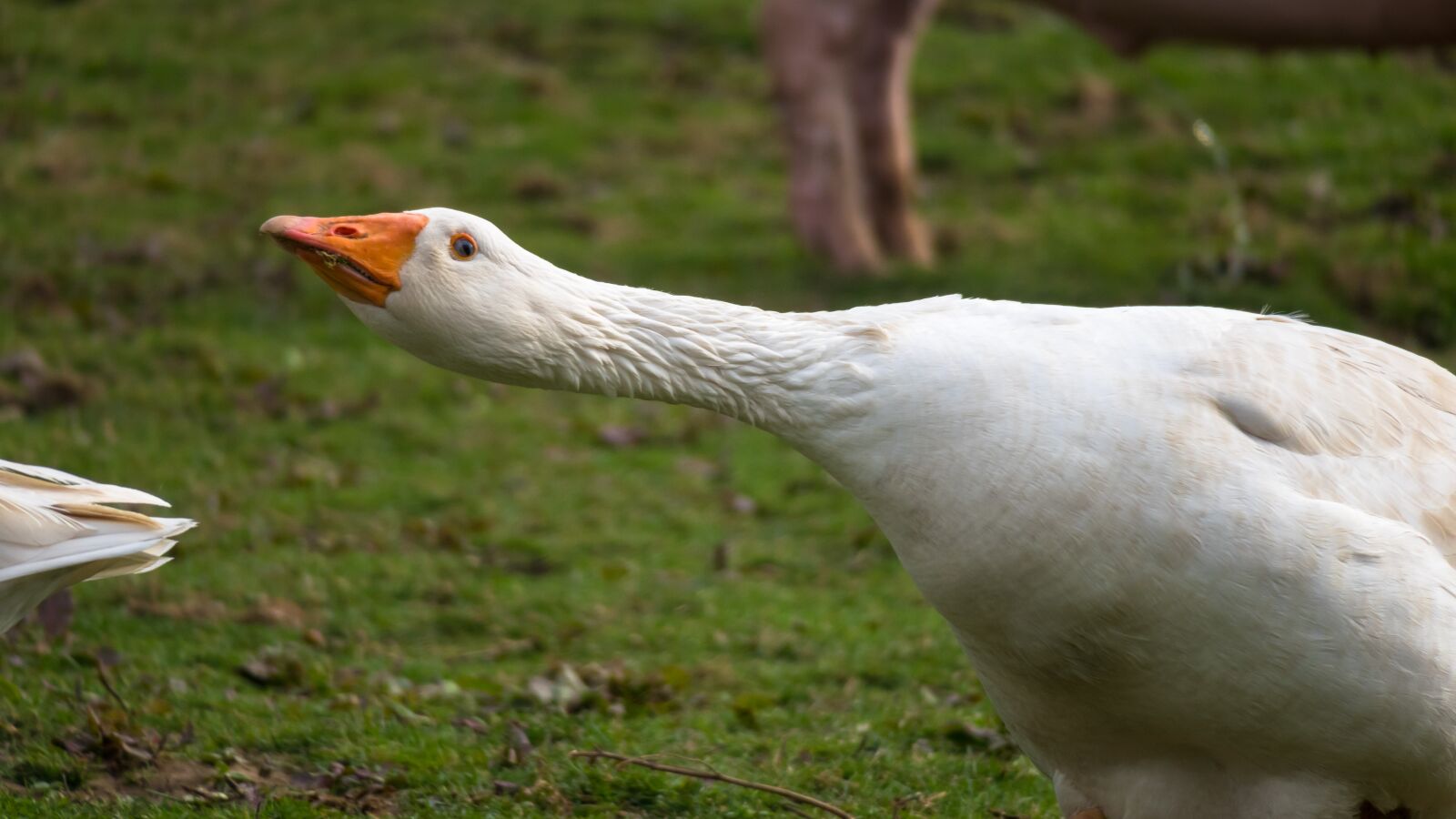 Canon PowerShot G3 X sample photo. Goose, attack, defend photography