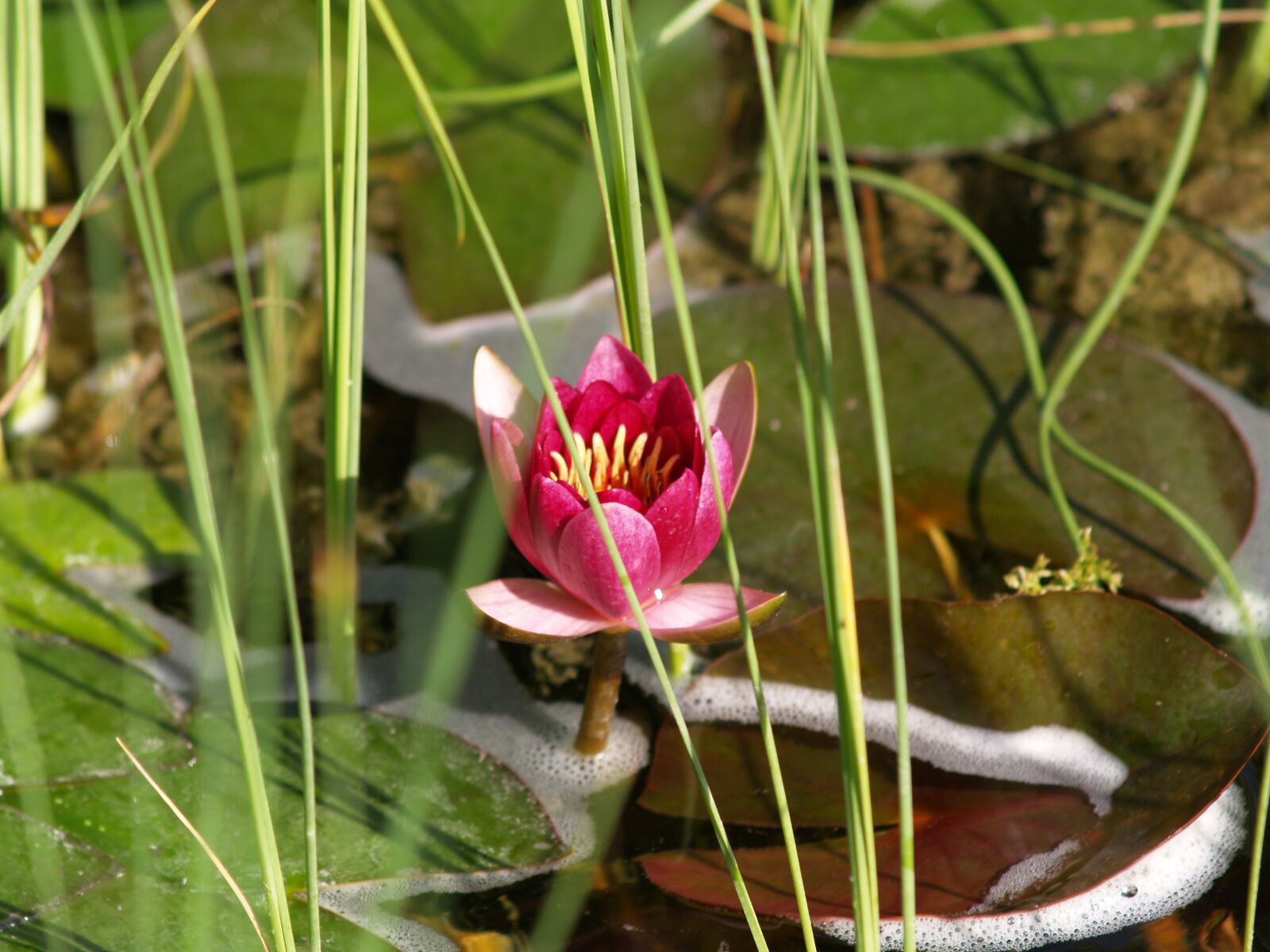 Olympus E-500 (EVOLT E-500) sample photo. Flowers, pond, water lily photography